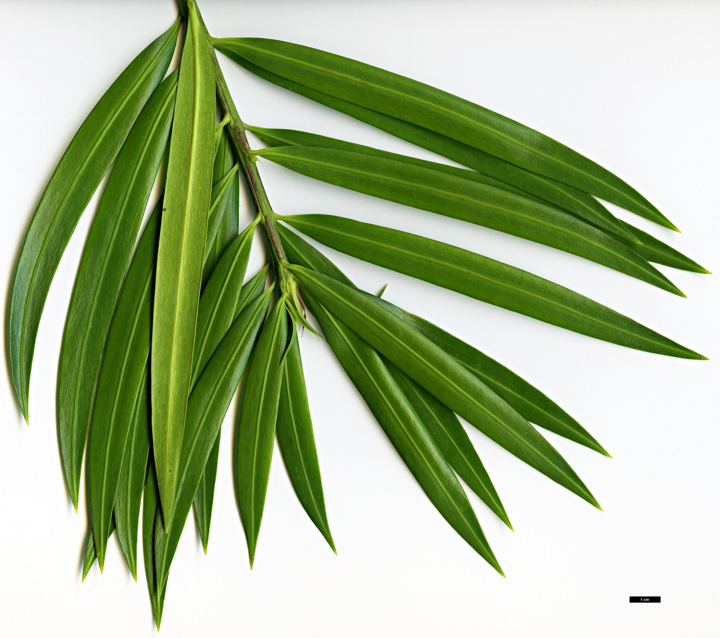 High resolution image: Family: Podocarpaceae - Genus: Podocarpus - Taxon: matudae