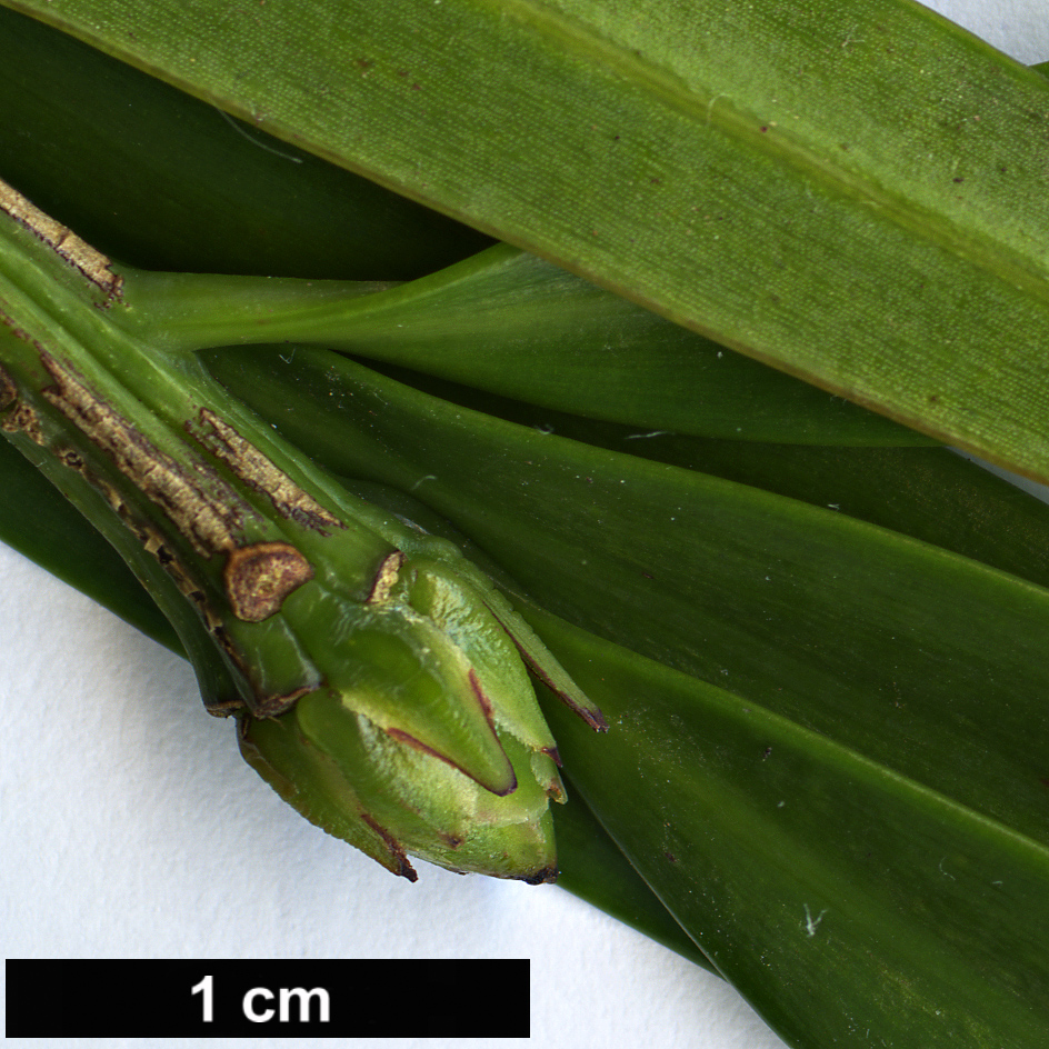 High resolution image: Family: Podocarpaceae - Genus: Podocarpus - Taxon: milanjianus