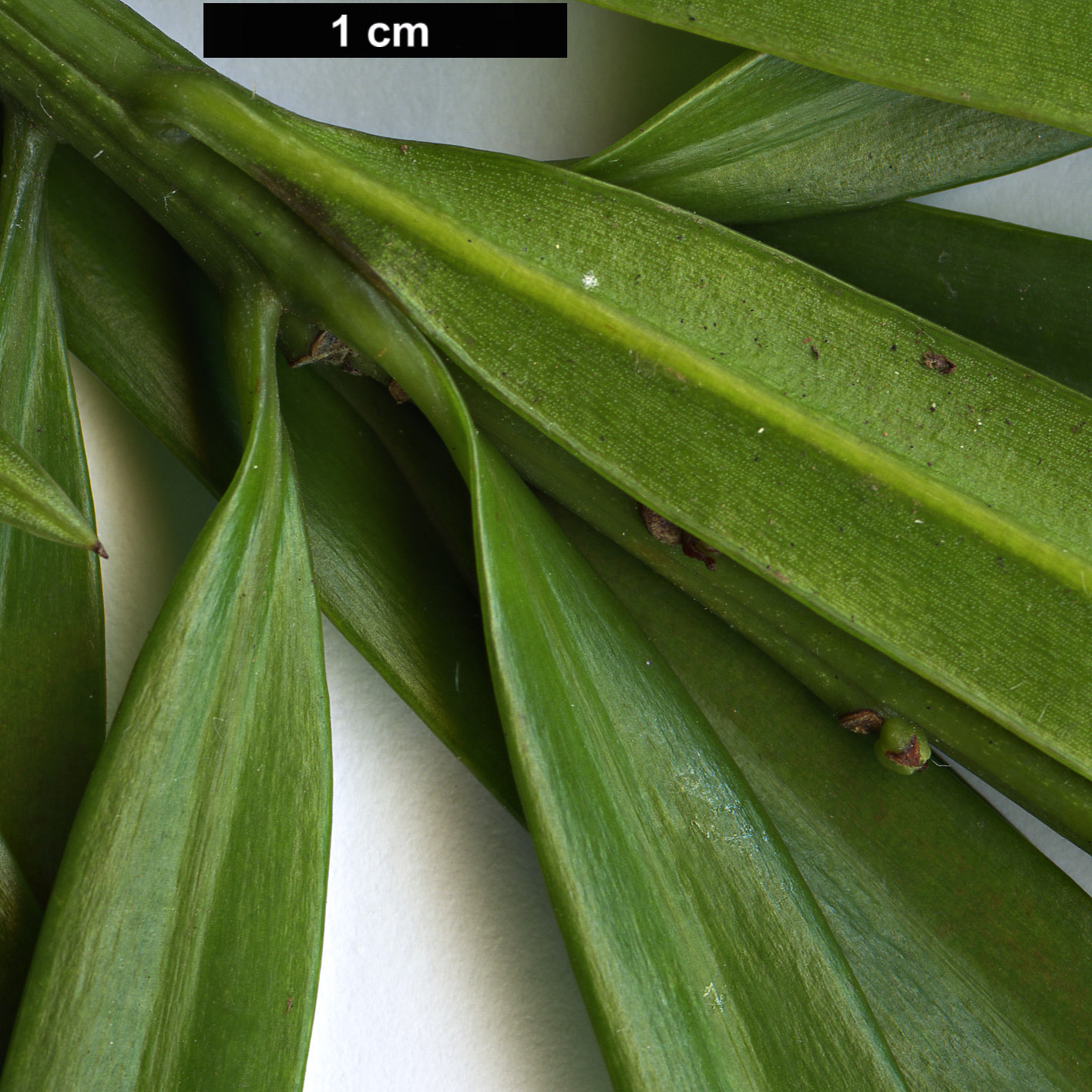 High resolution image: Family: Podocarpaceae - Genus: Podocarpus - Taxon: milanjianus