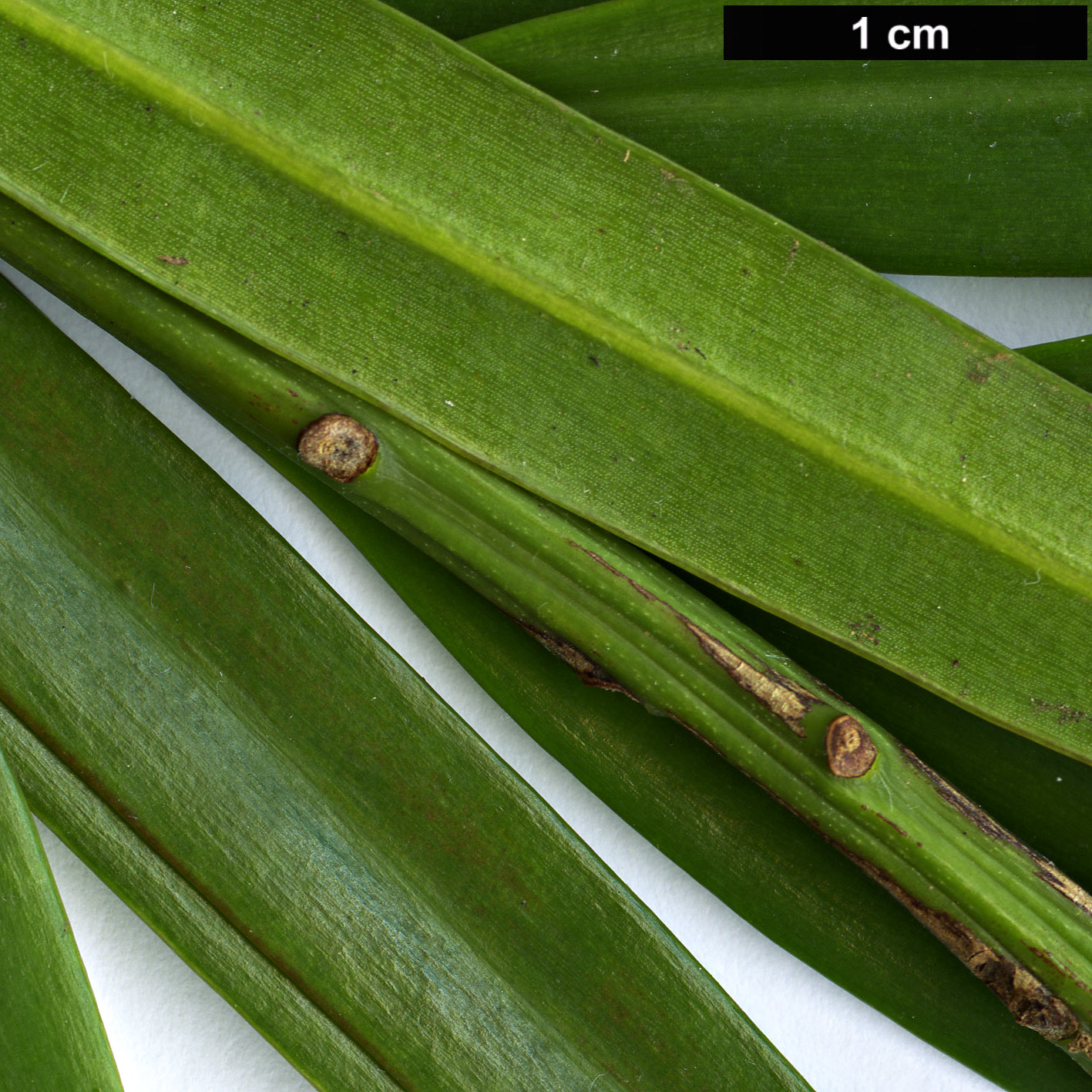 High resolution image: Family: Podocarpaceae - Genus: Podocarpus - Taxon: milanjianus