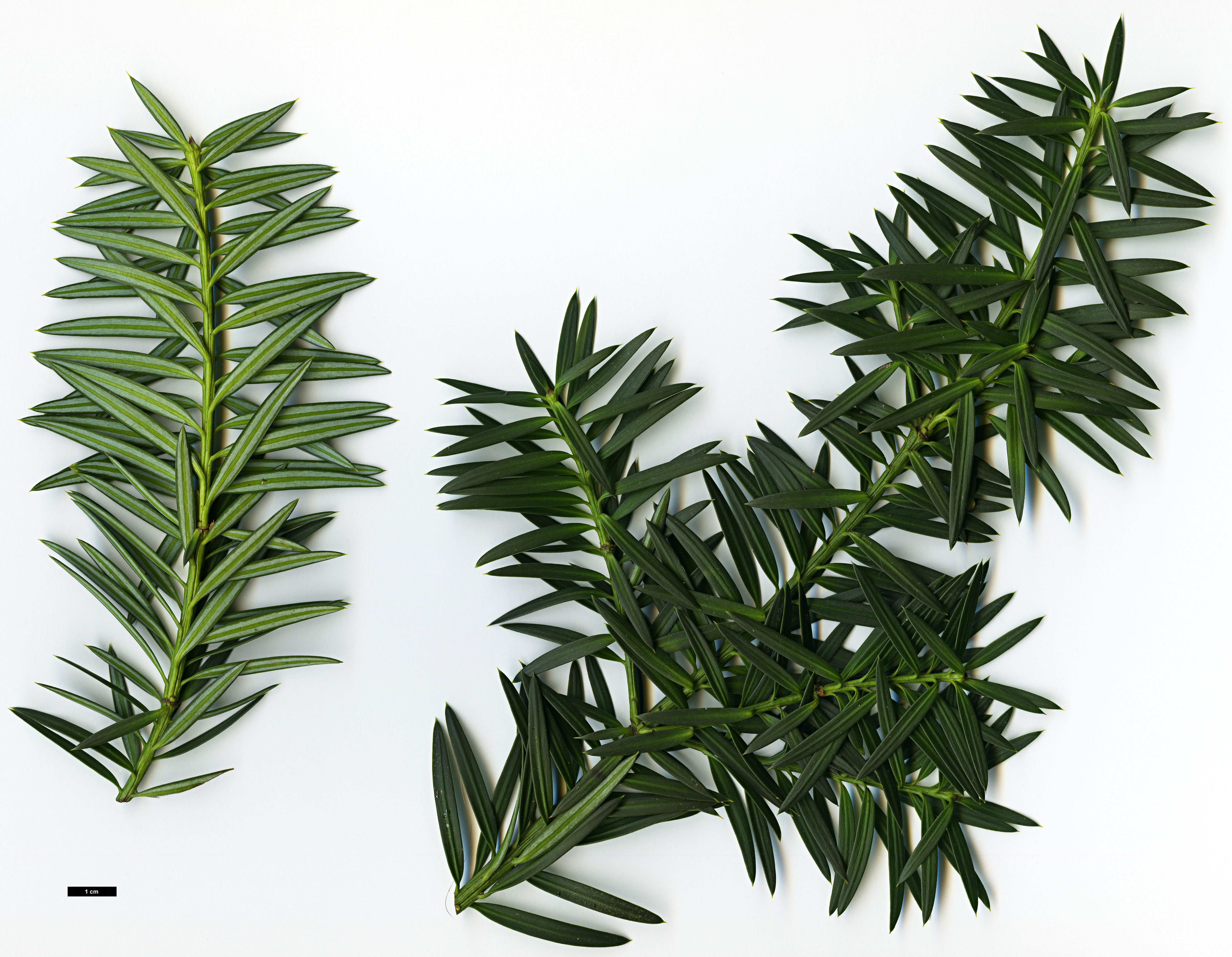 High resolution image: Family: Podocarpaceae - Genus: Podocarpus - Taxon: nubigenus