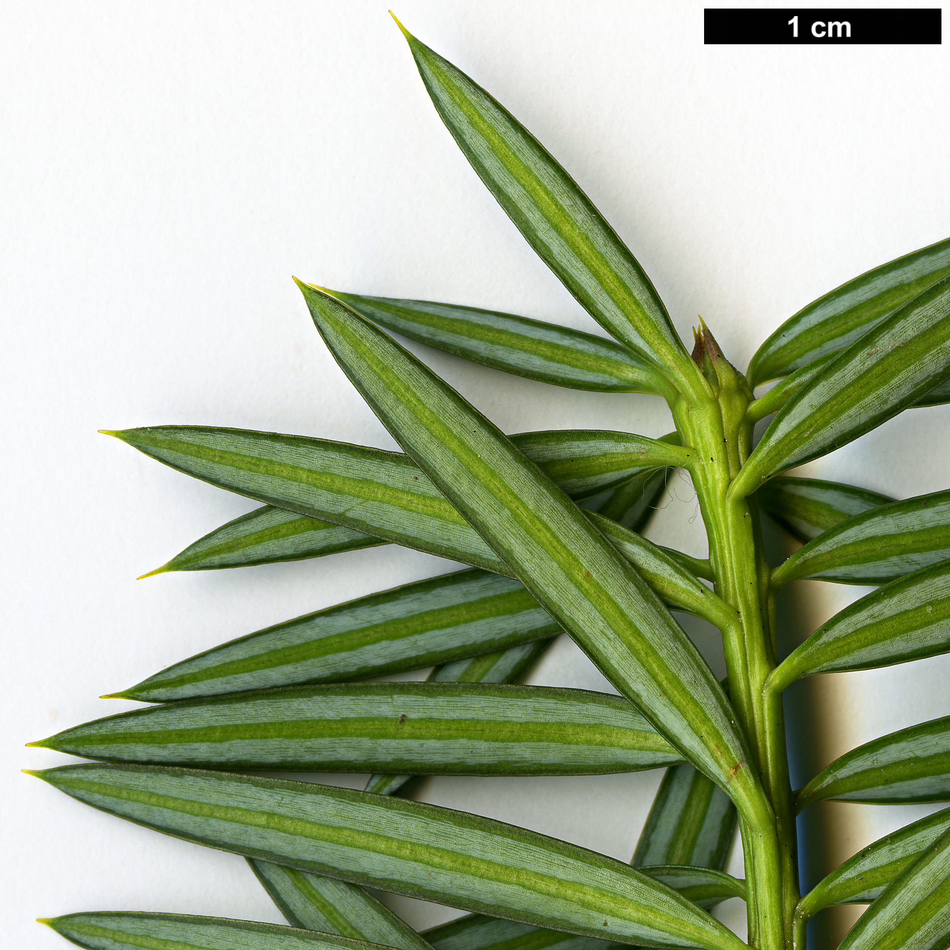 High resolution image: Family: Podocarpaceae - Genus: Podocarpus - Taxon: nubigenus