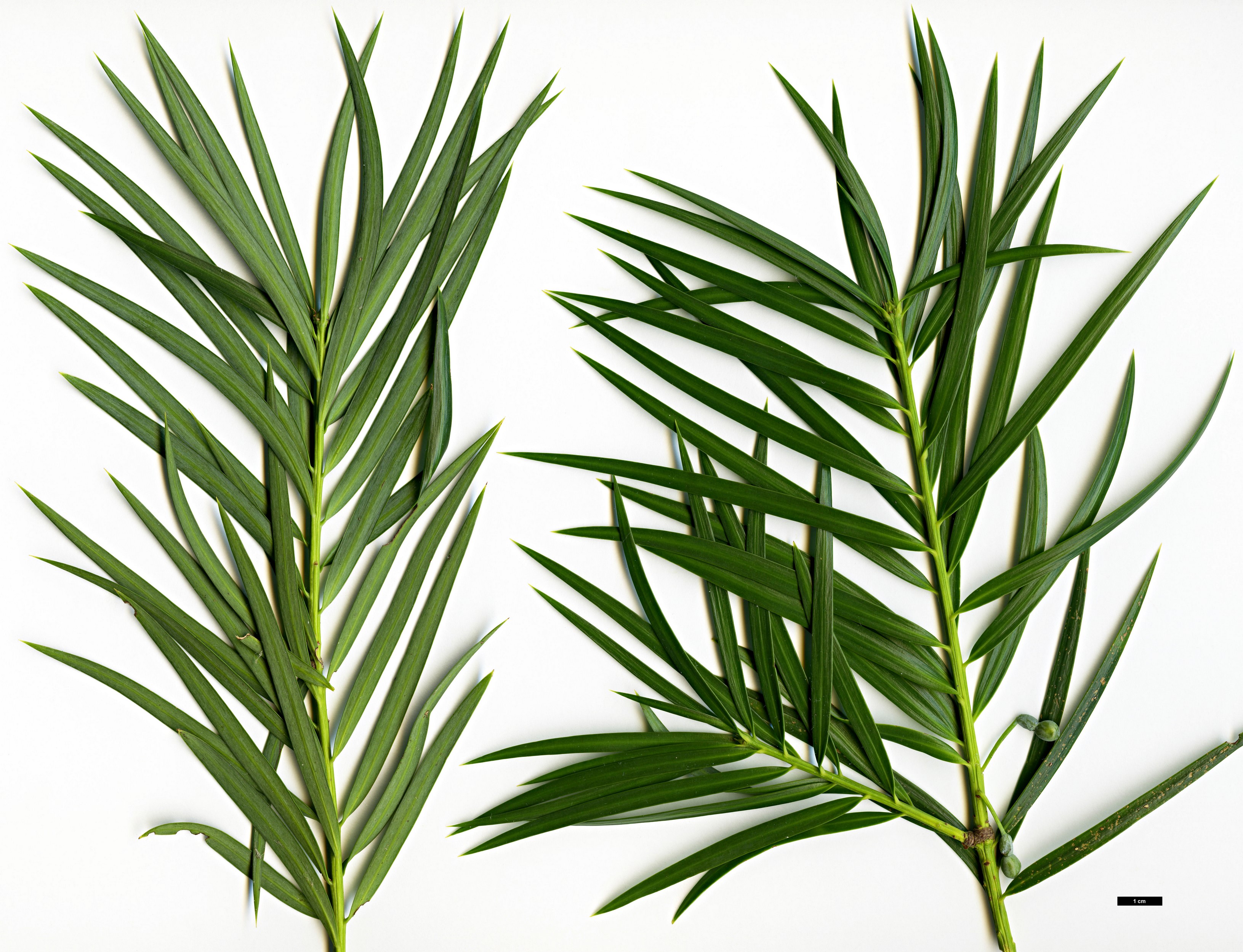 High resolution image: Family: Podocarpaceae - Genus: Podocarpus - Taxon: parlatorei