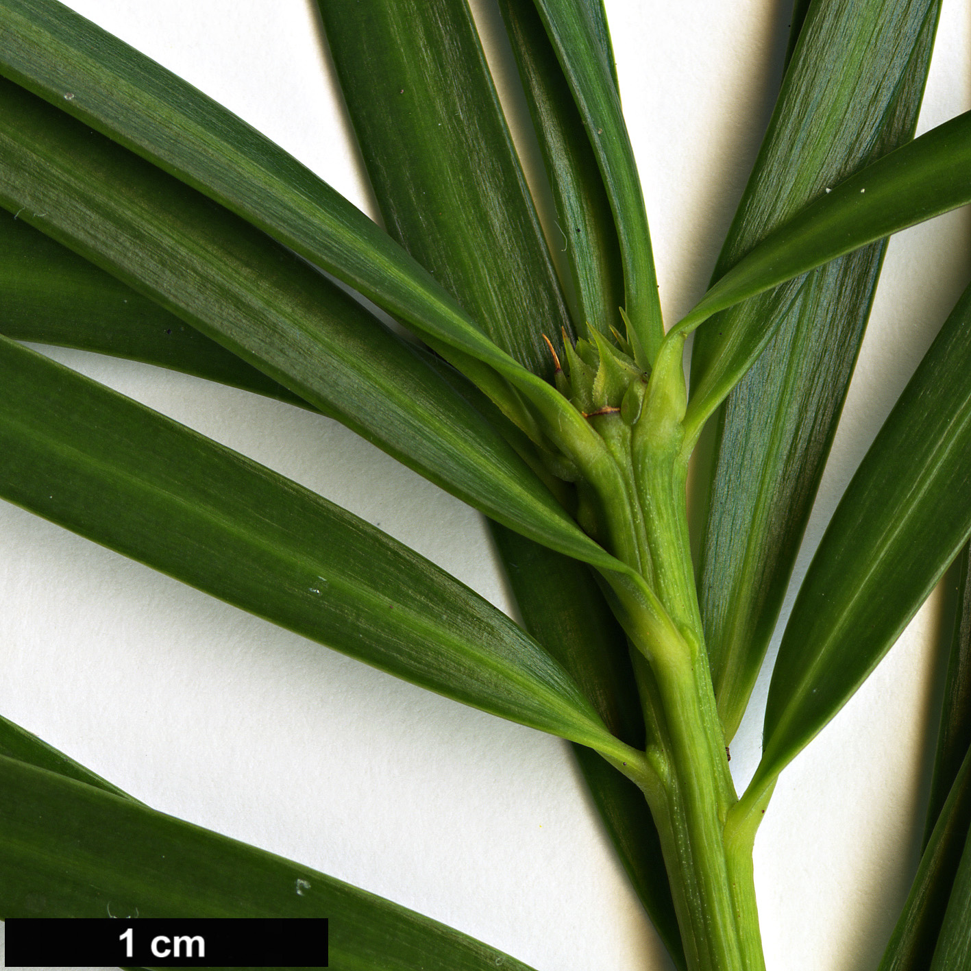 High resolution image: Family: Podocarpaceae - Genus: Podocarpus - Taxon: parlatorei