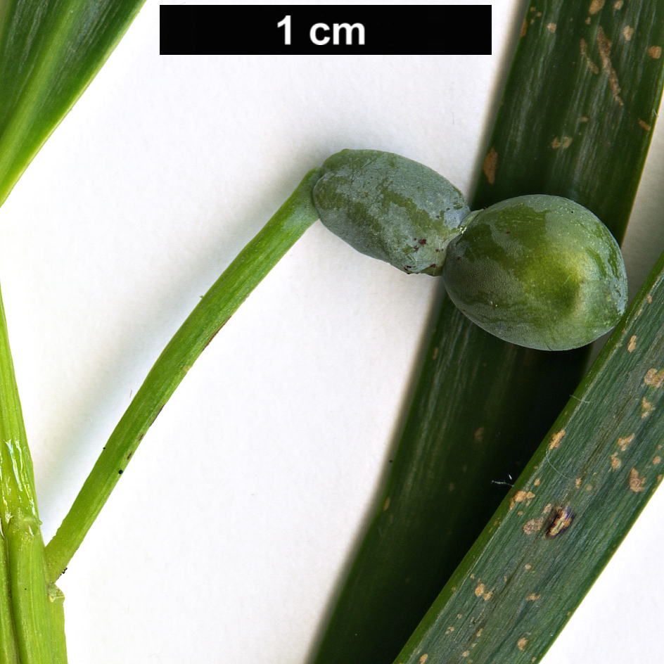 High resolution image: Family: Podocarpaceae - Genus: Podocarpus - Taxon: parlatorei