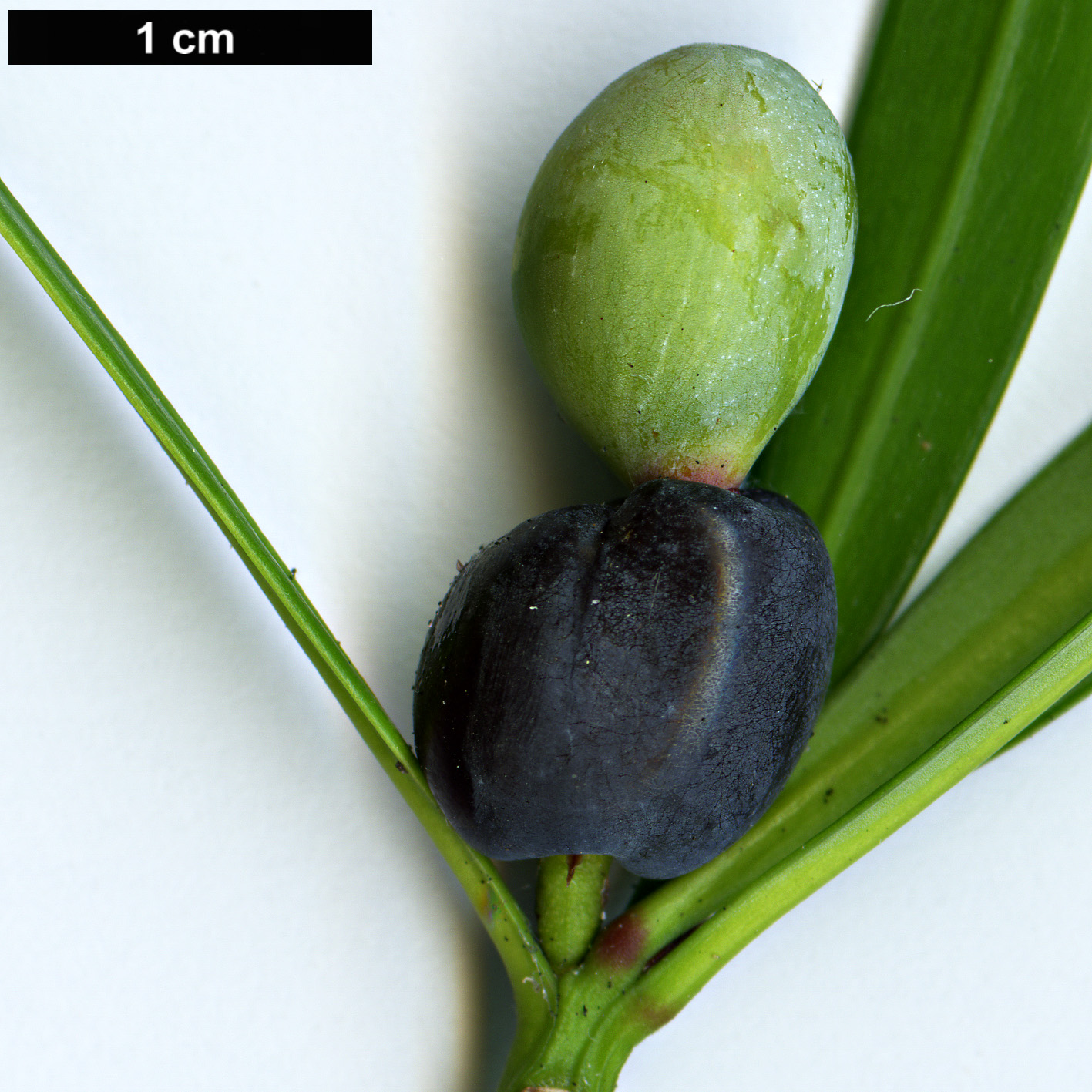 High resolution image: Family: Podocarpaceae - Genus: Podocarpus - Taxon: pilgeri