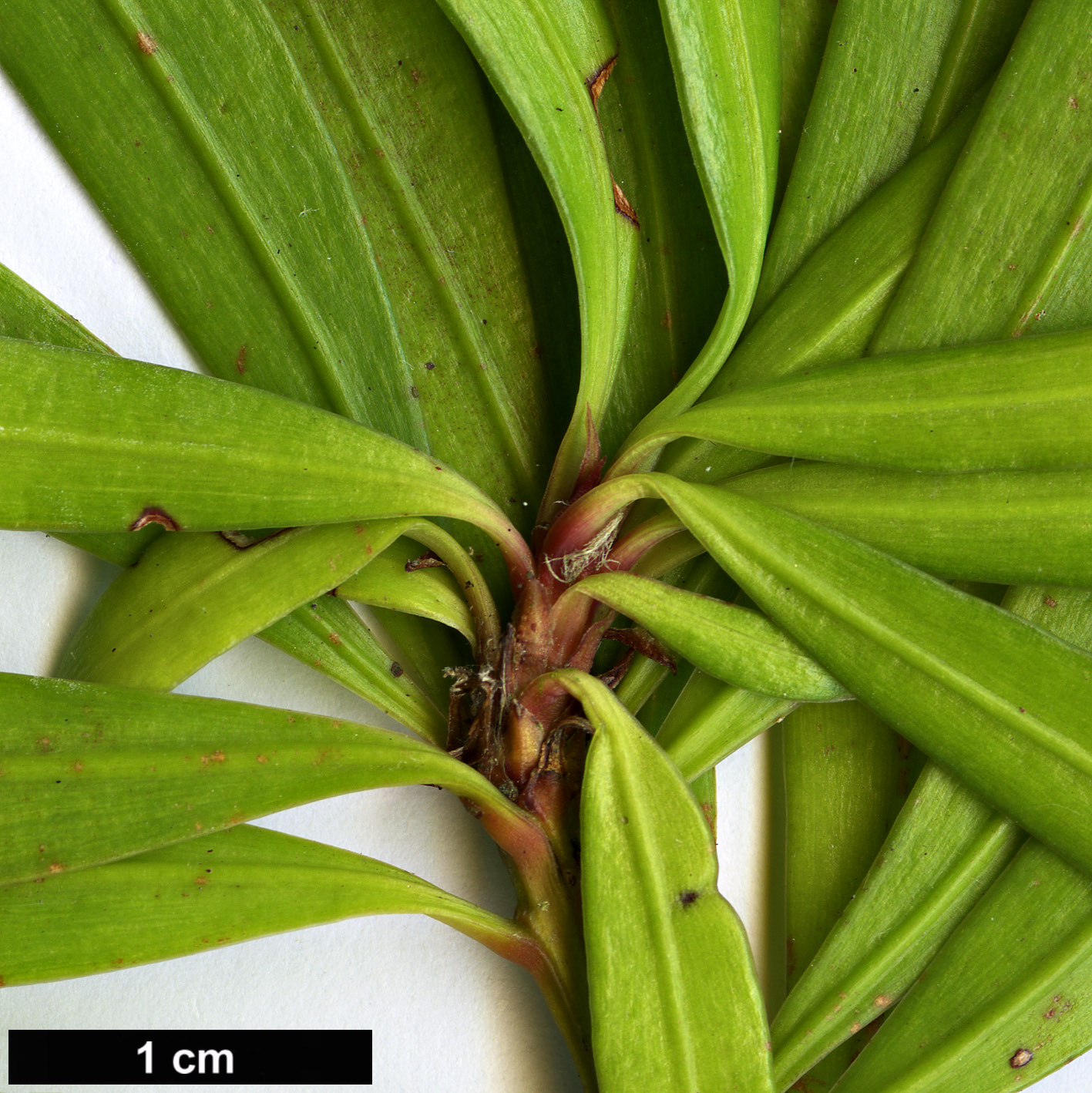 High resolution image: Family: Podocarpaceae - Genus: Podocarpus - Taxon: pilgeri