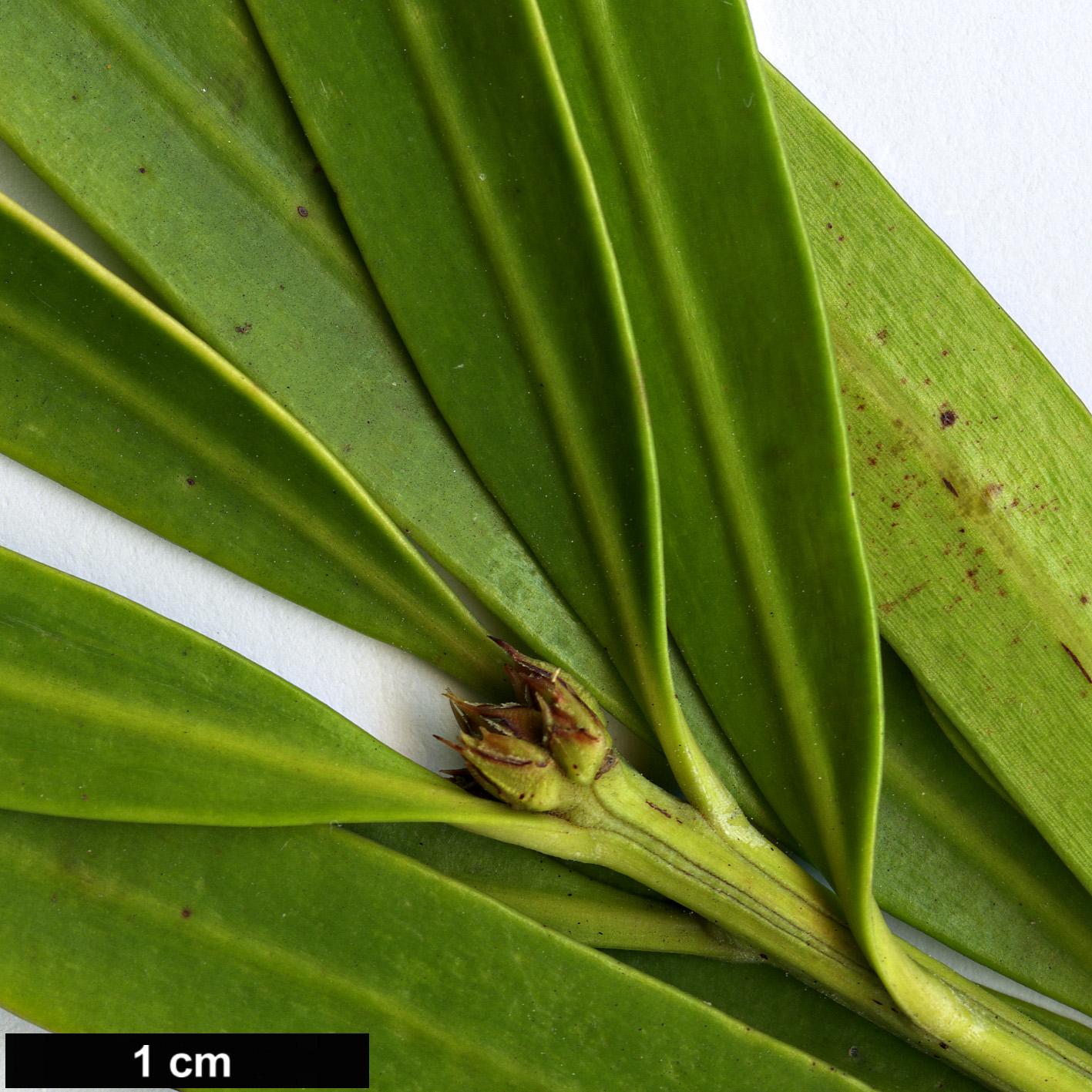 High resolution image: Family: Podocarpaceae - Genus: Podocarpus - Taxon: polystachyus