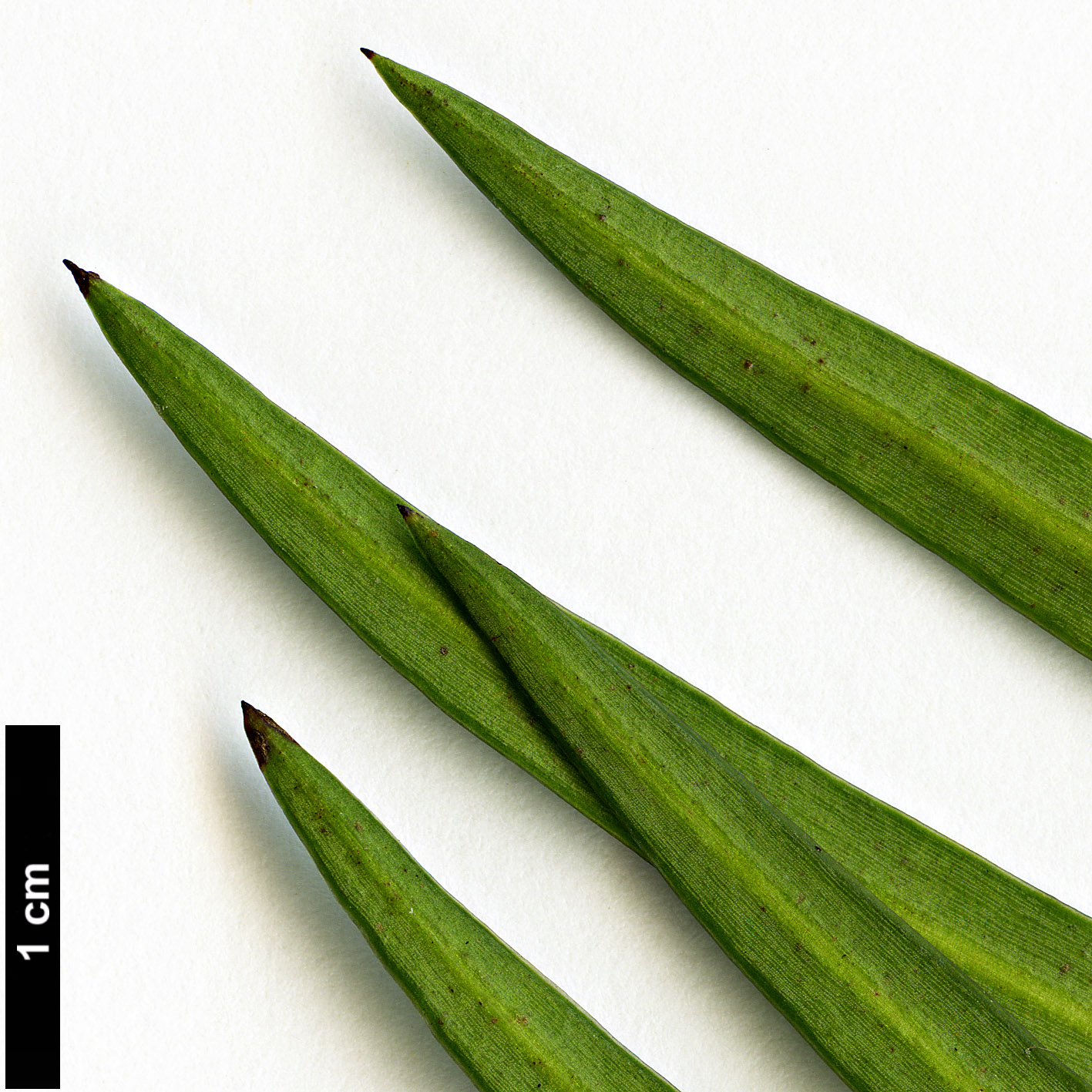 High resolution image: Family: Podocarpaceae - Genus: Podocarpus - Taxon: salignus