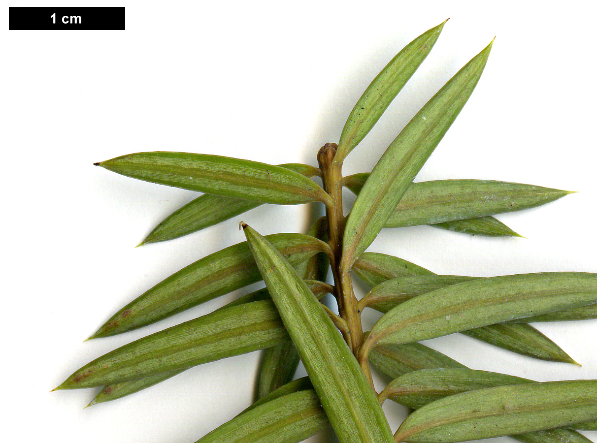 High resolution image: Family: Podocarpaceae - Genus: Podocarpus - Taxon: totara