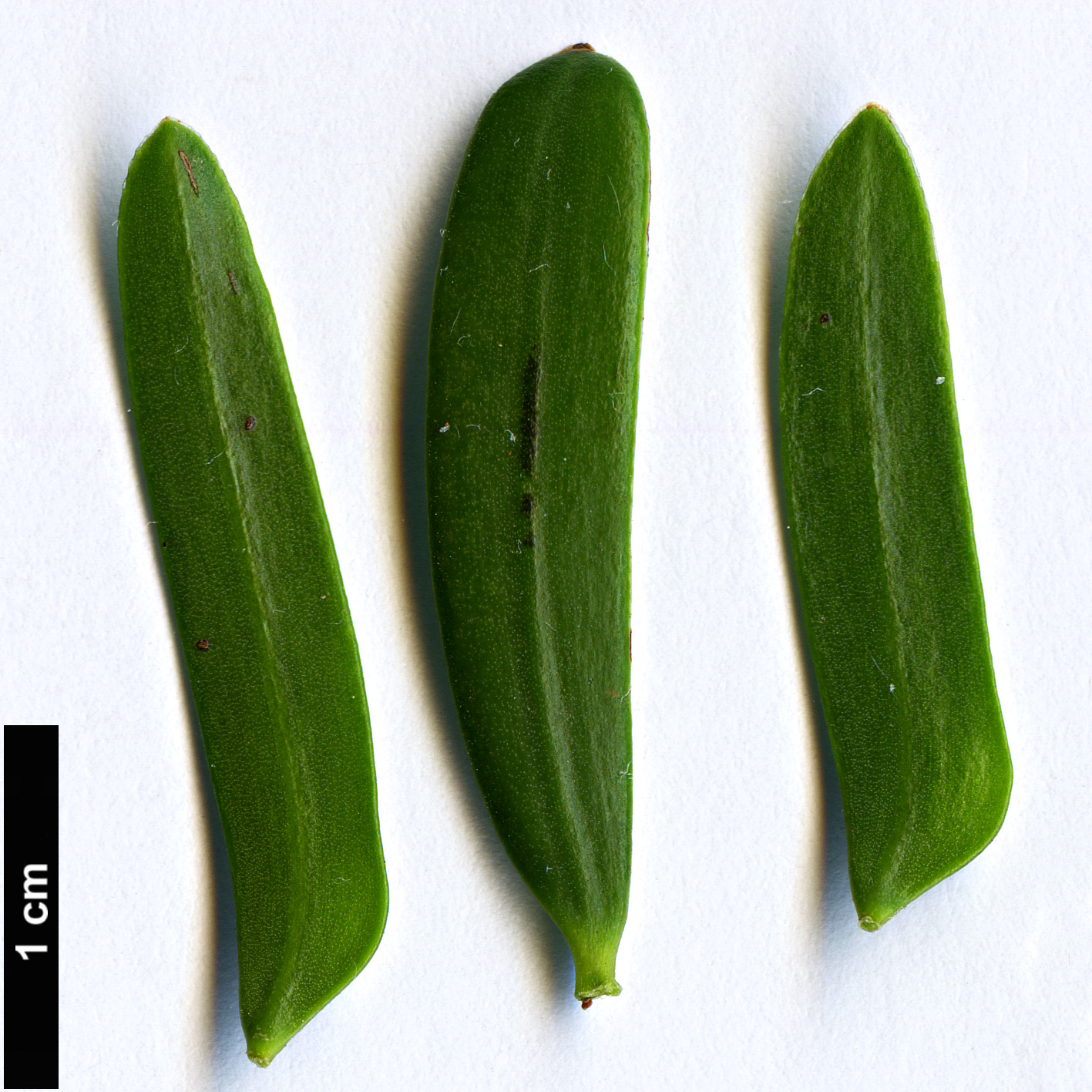 High resolution image: Family: Podocarpaceae - Genus: Prumnopitys - Taxon: ladei