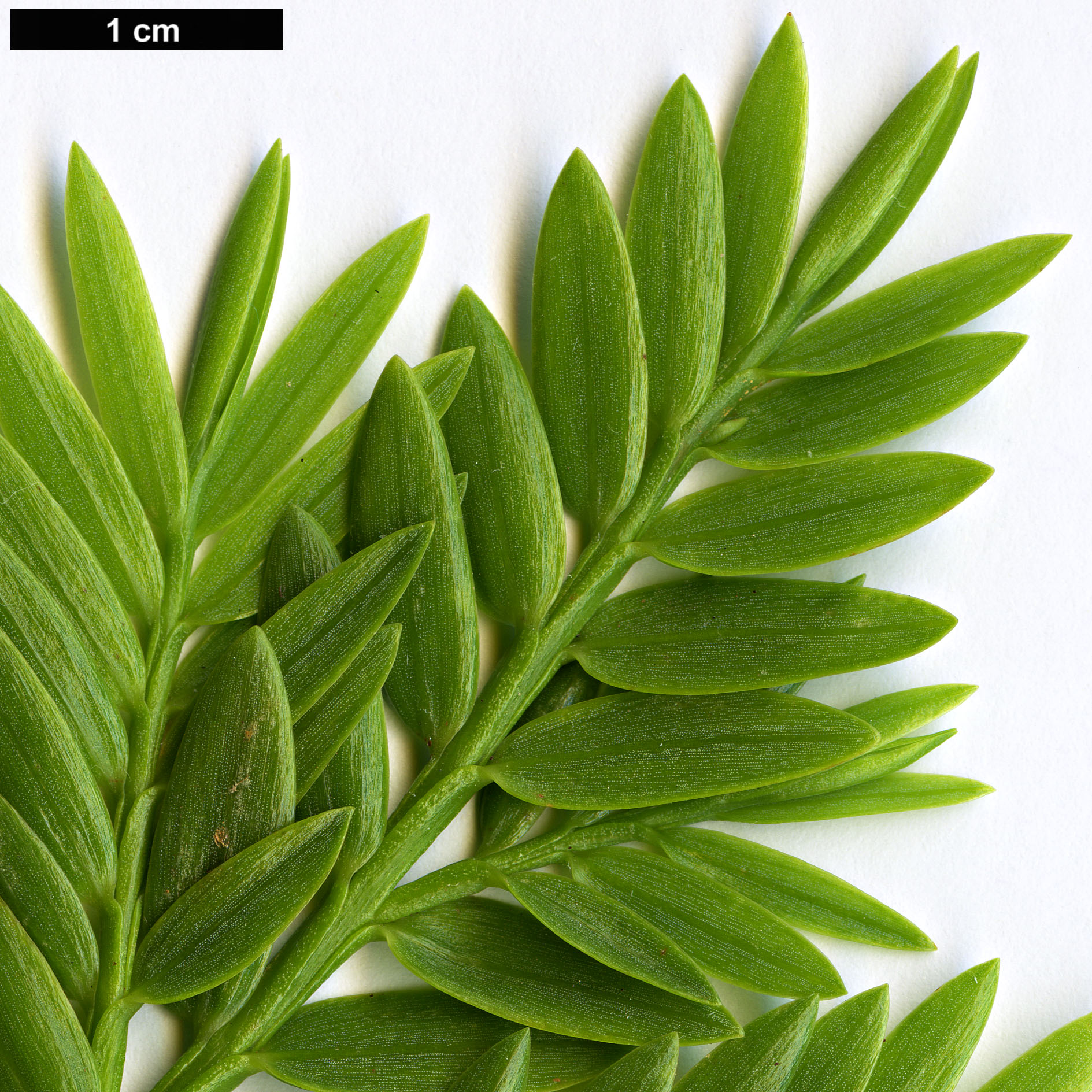 High resolution image: Family: Podocarpaceae - Genus: Retrophyllum - Taxon: rospigliosii