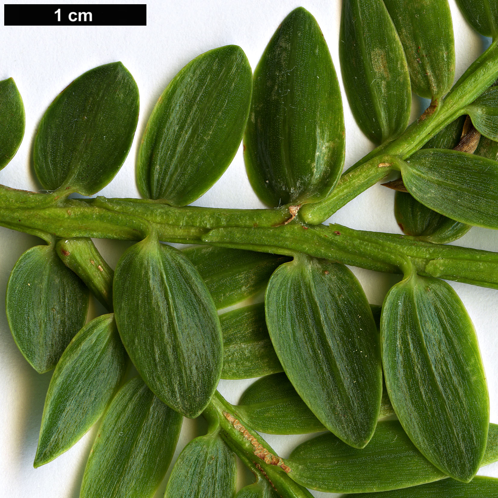 High resolution image: Family: Podocarpaceae - Genus: Retrophyllum - Taxon: rospigliosii