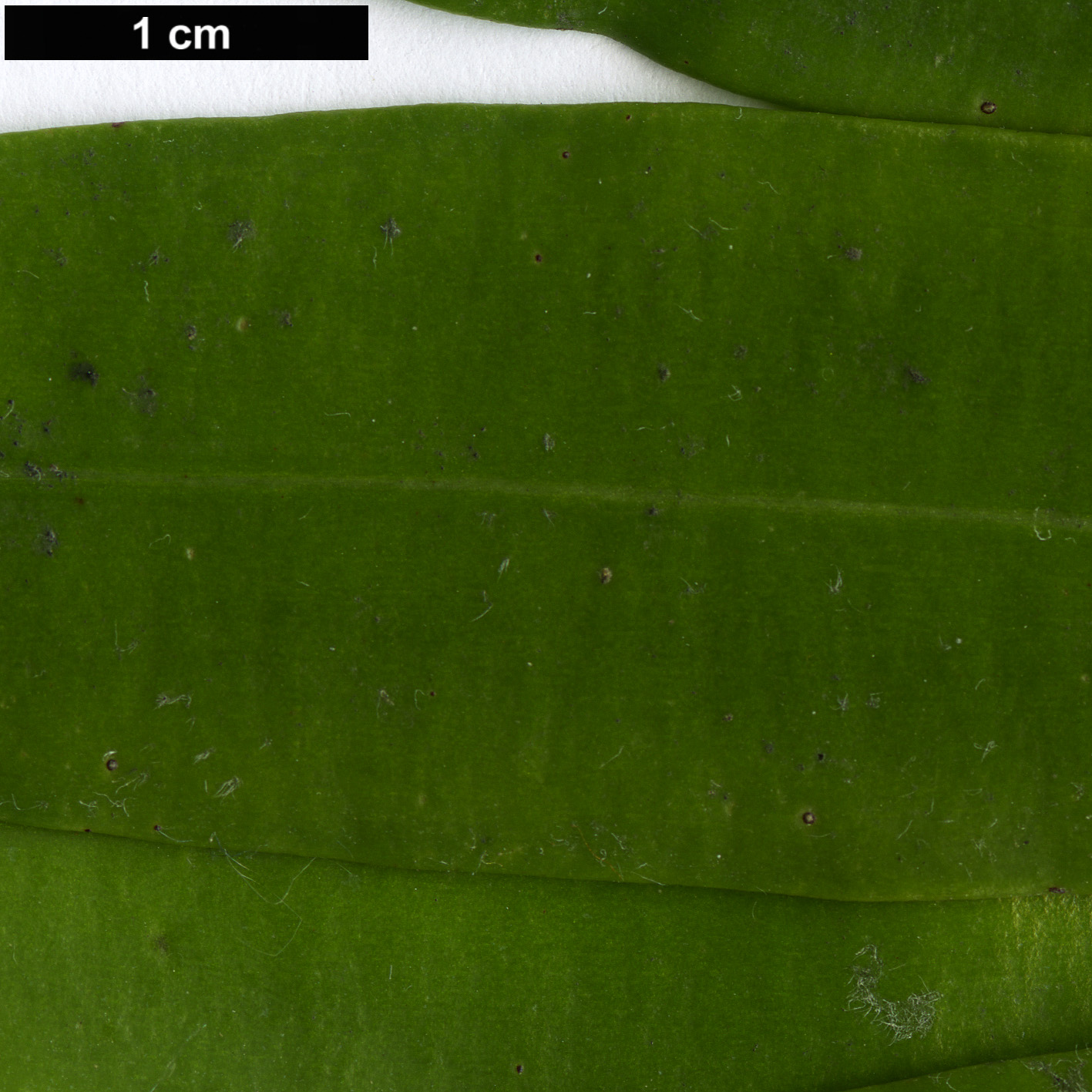 High resolution image: Family: Podocarpaceae - Genus: Sundacarpus - Taxon: amarus