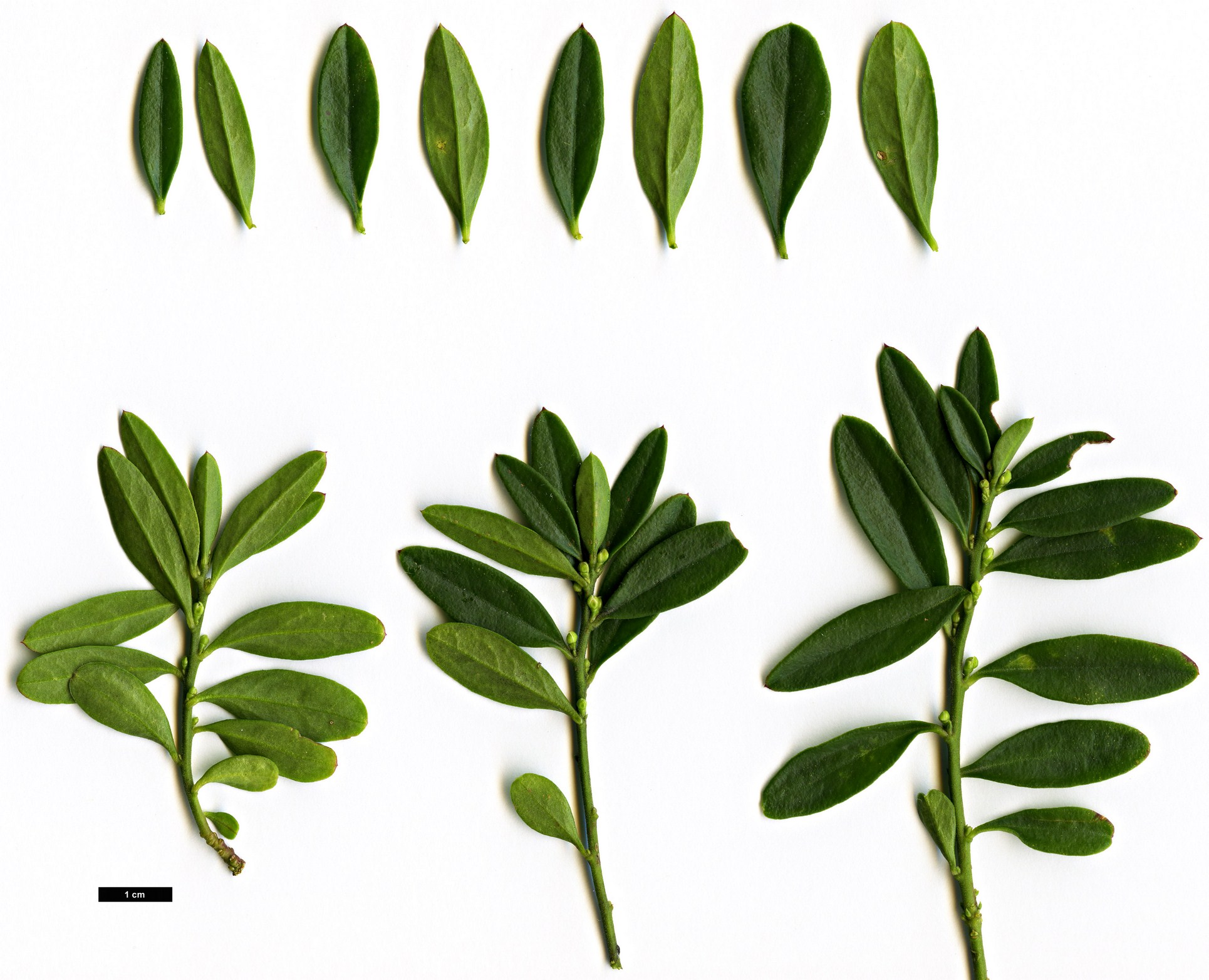 High resolution image: Family: Polygalaceae - Genus: Polygala - Taxon: chamaebuxus