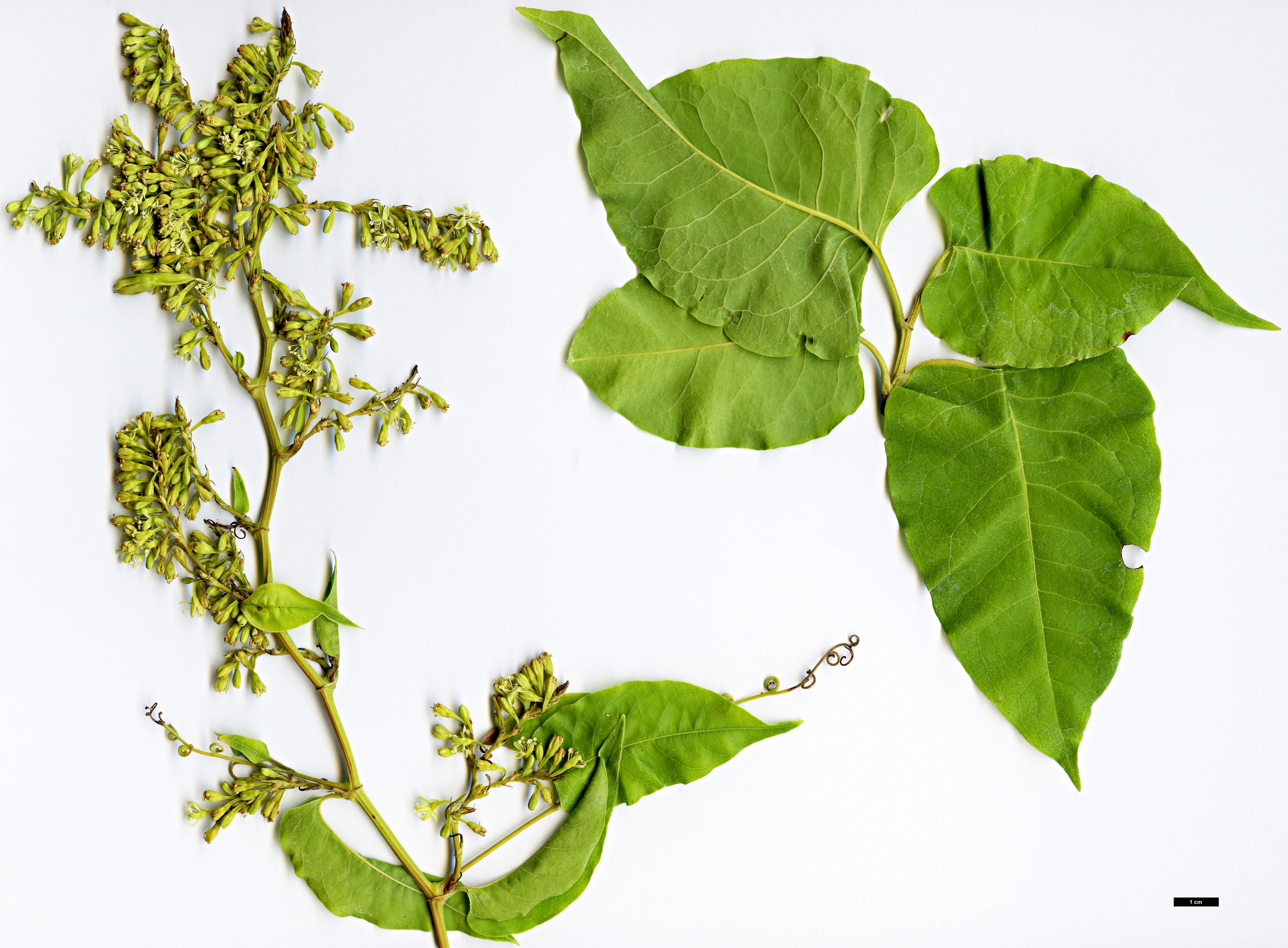 High resolution image: Family: Polygonaceae - Genus: Brunnichia - Taxon: ovata