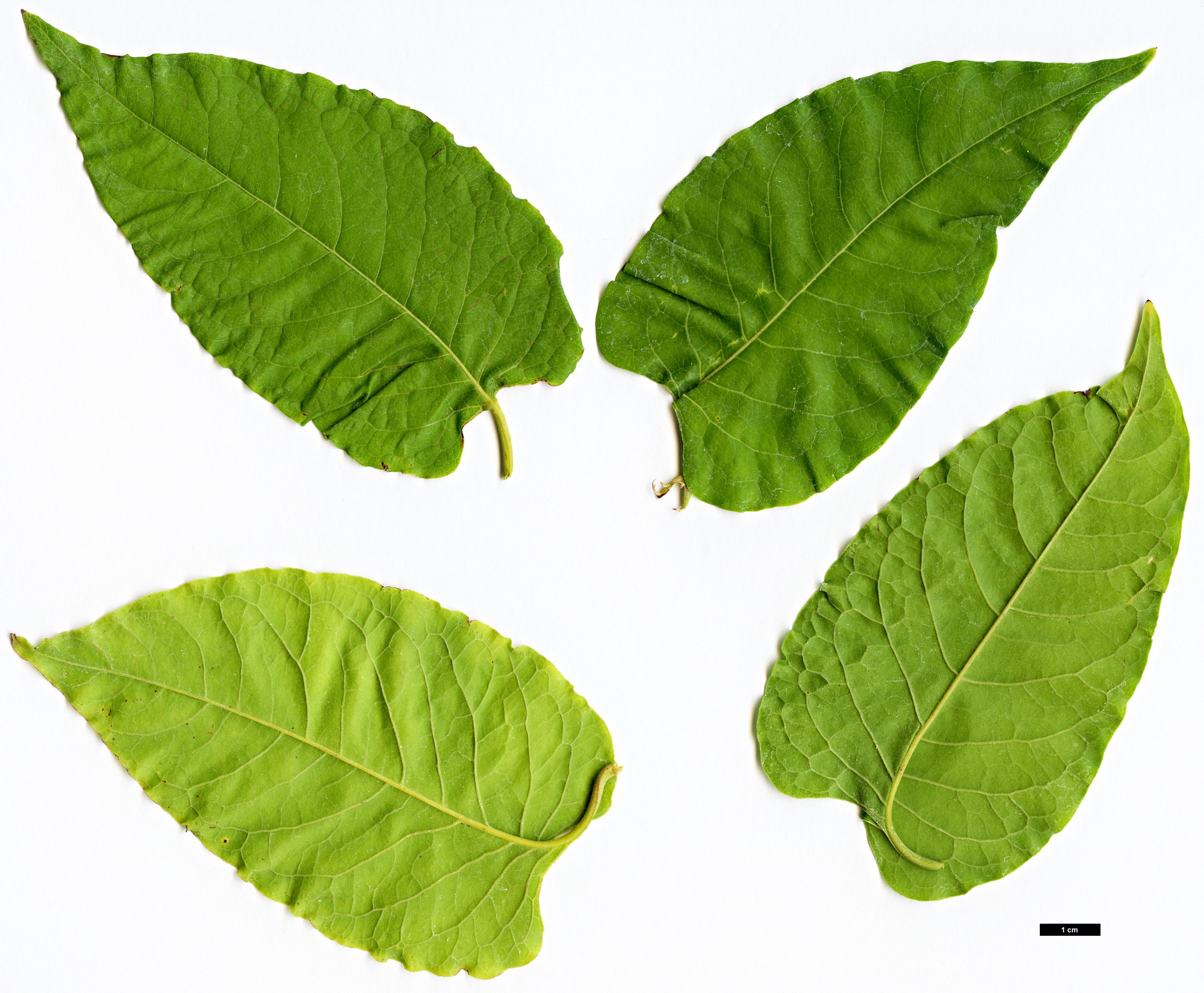 High resolution image: Family: Polygonaceae - Genus: Brunnichia - Taxon: ovata