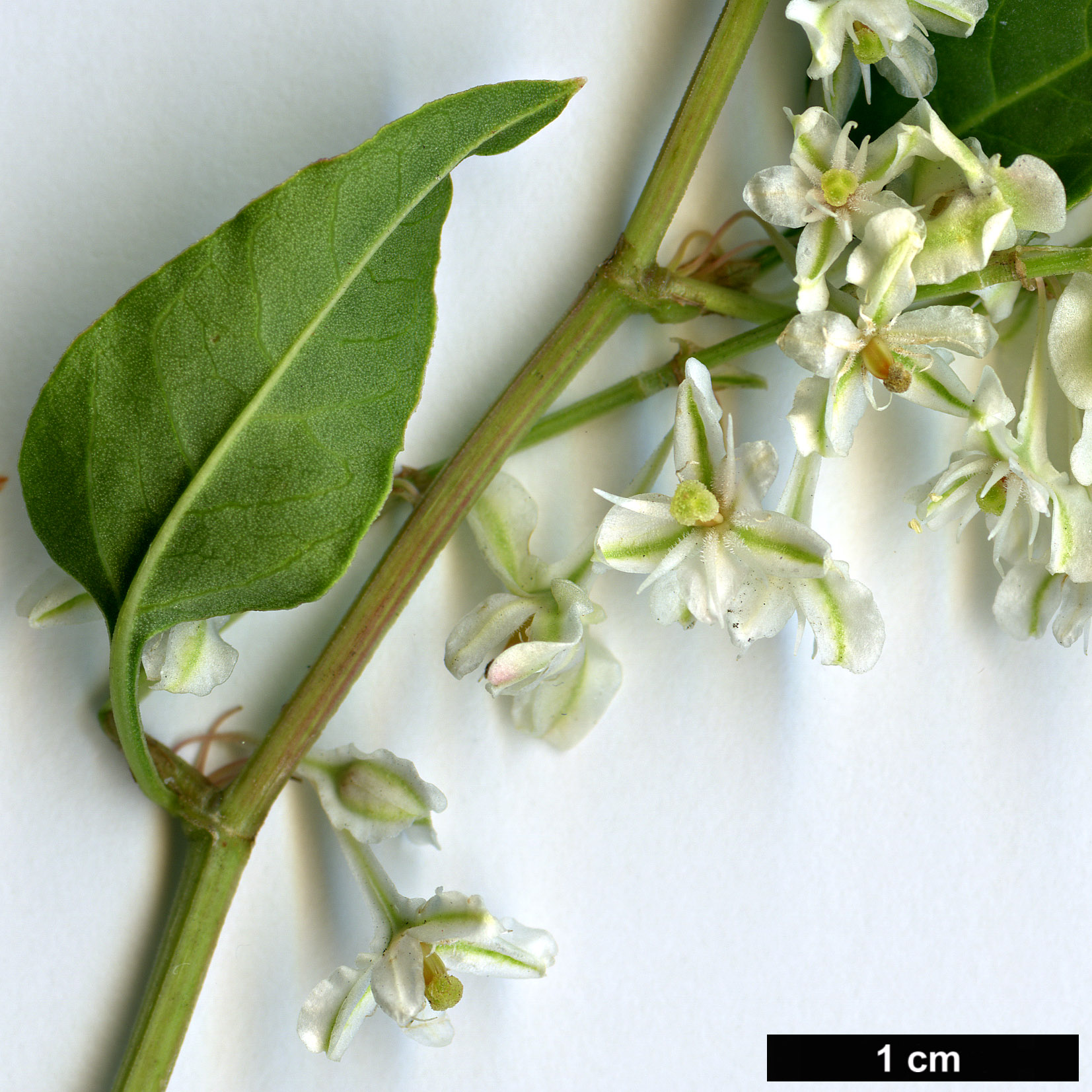 High resolution image: Family: Polygonaceae - Genus: Fallopia - Taxon: aubertii