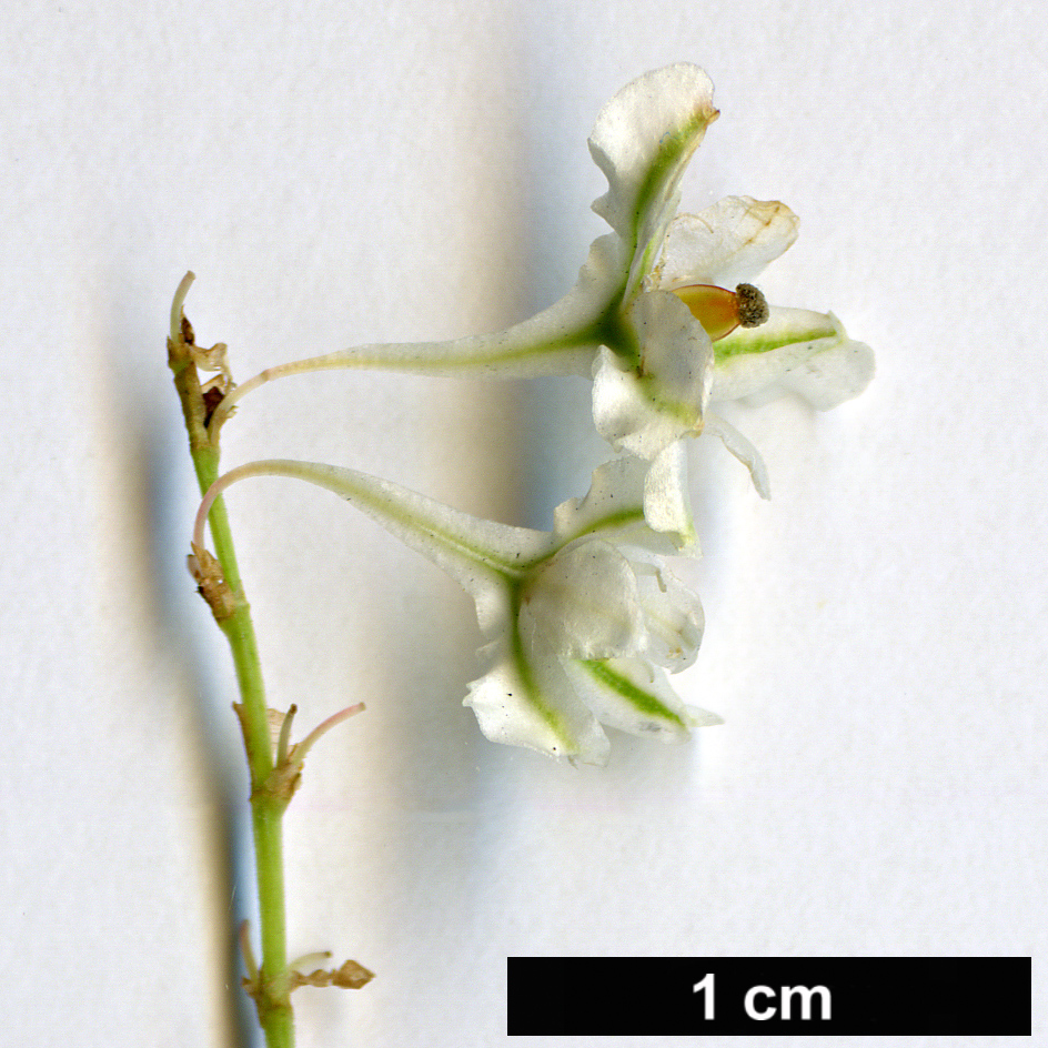 High resolution image: Family: Polygonaceae - Genus: Fallopia - Taxon: aubertii
