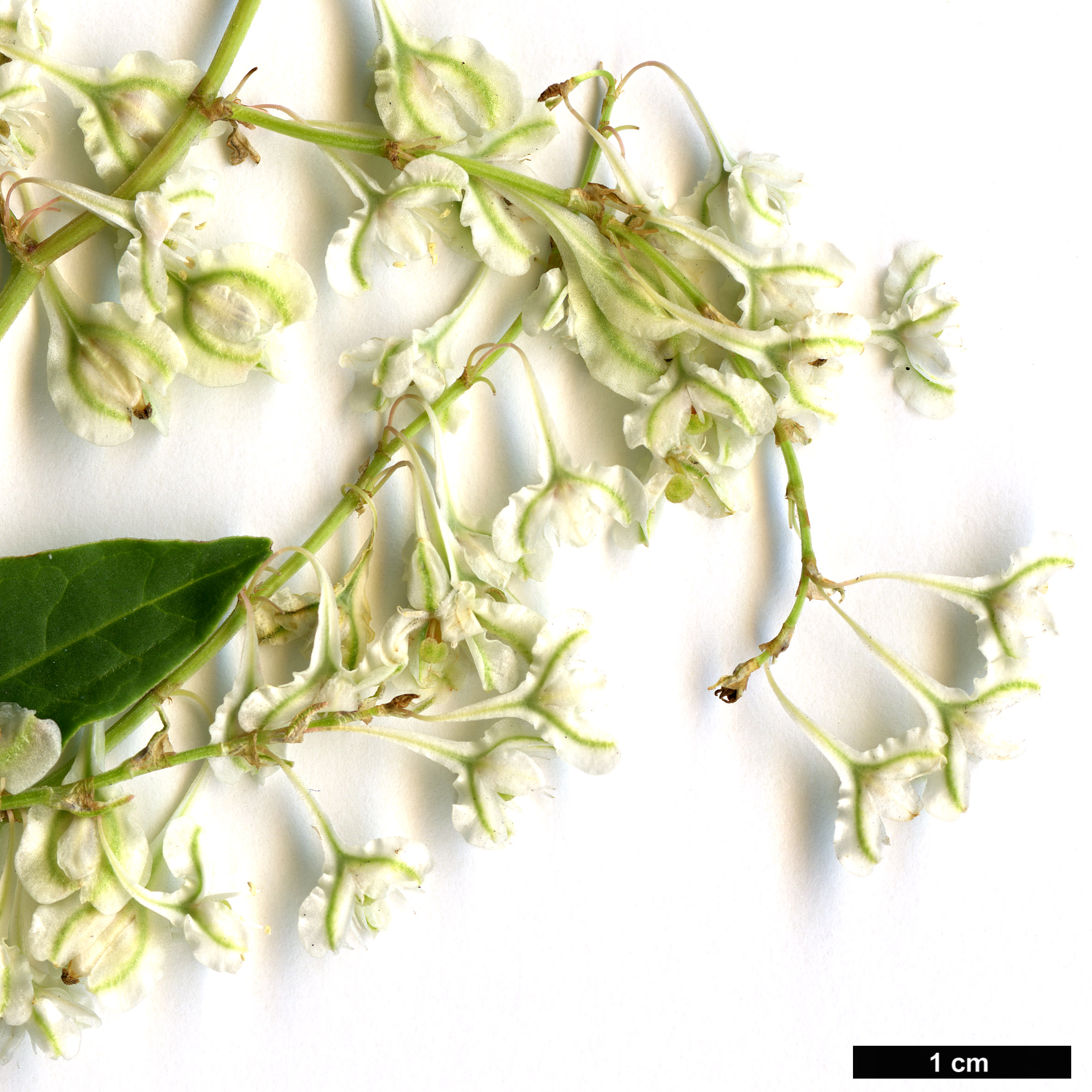 High resolution image: Family: Polygonaceae - Genus: Fallopia - Taxon: aubertii