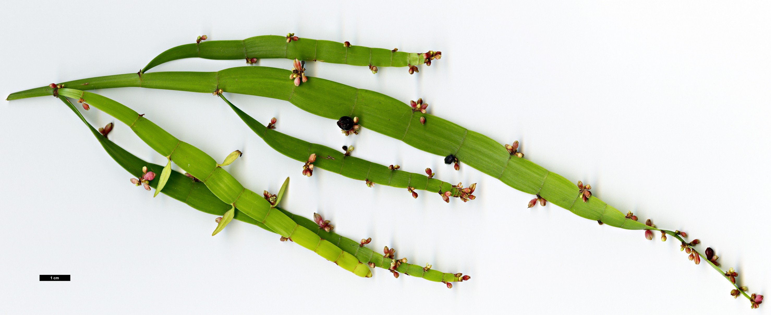 High resolution image: Family: Polygonaceae - Genus: Homalocladium - Taxon: platycladum