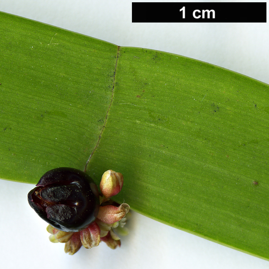 High resolution image: Family: Polygonaceae - Genus: Homalocladium - Taxon: platycladum