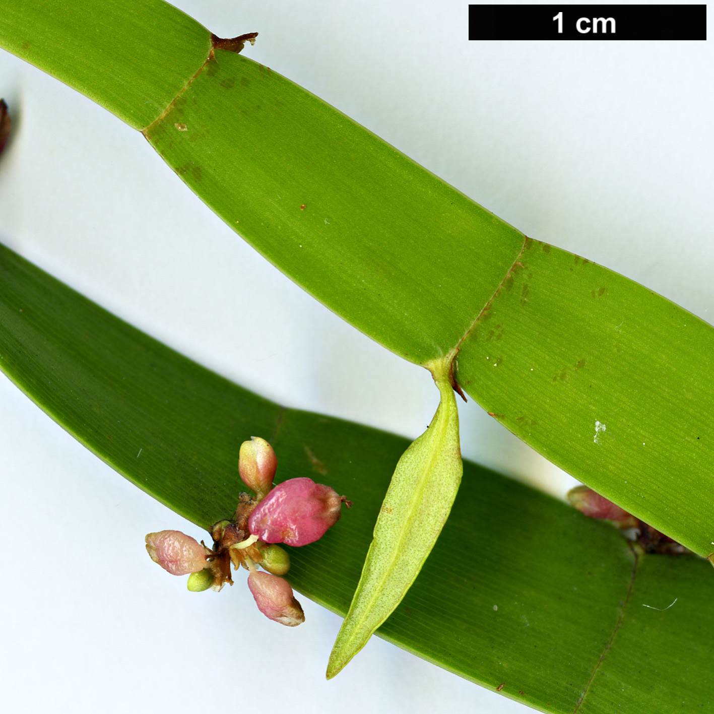 High resolution image: Family: Polygonaceae - Genus: Homalocladium - Taxon: platycladum