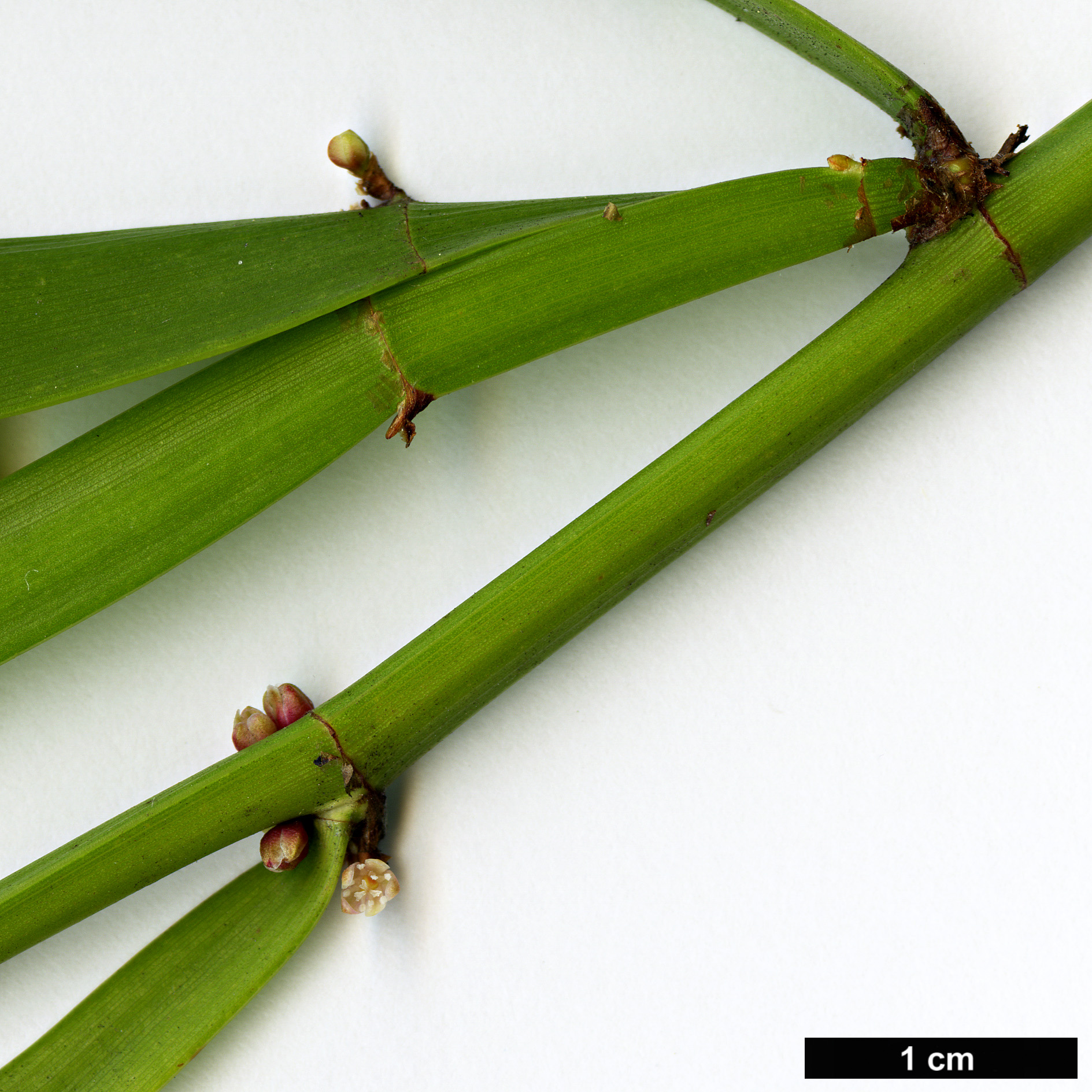 High resolution image: Family: Polygonaceae - Genus: Homalocladium - Taxon: platycladum