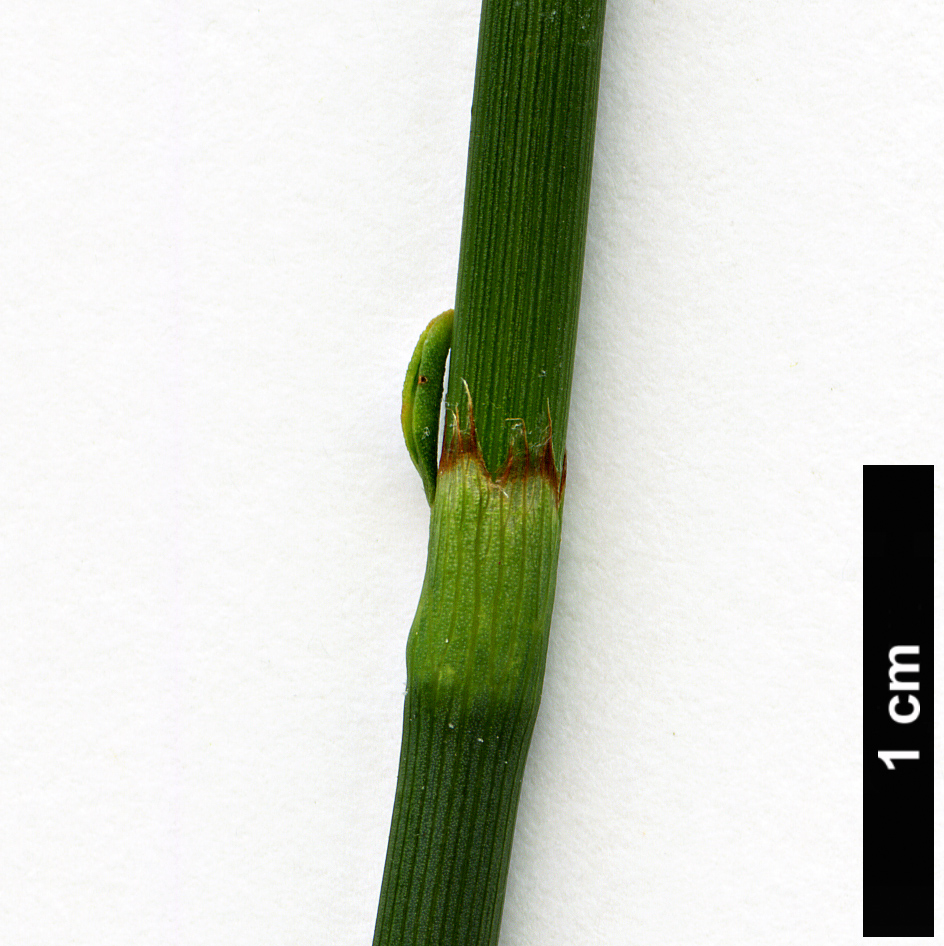 High resolution image: Family: Polygonaceae - Genus: Polygonum - Taxon: scoparium