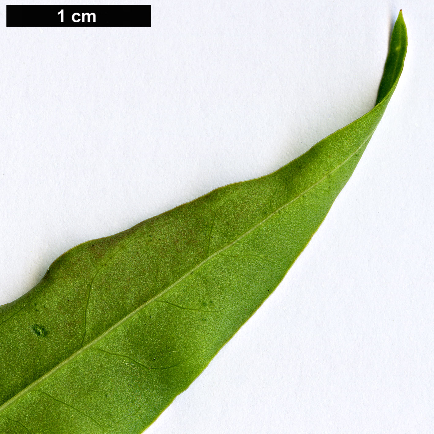 High resolution image: Family: Polygonaceae - Genus: Reynoutria - Taxon: multiflora