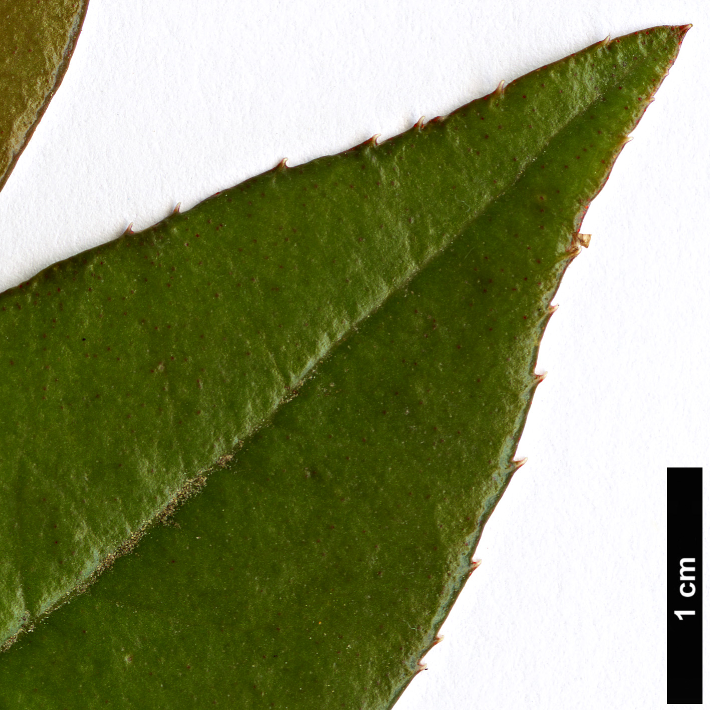 High resolution image: Family: Primulaceae - Genus: Myrsine - Taxon: semiserrata