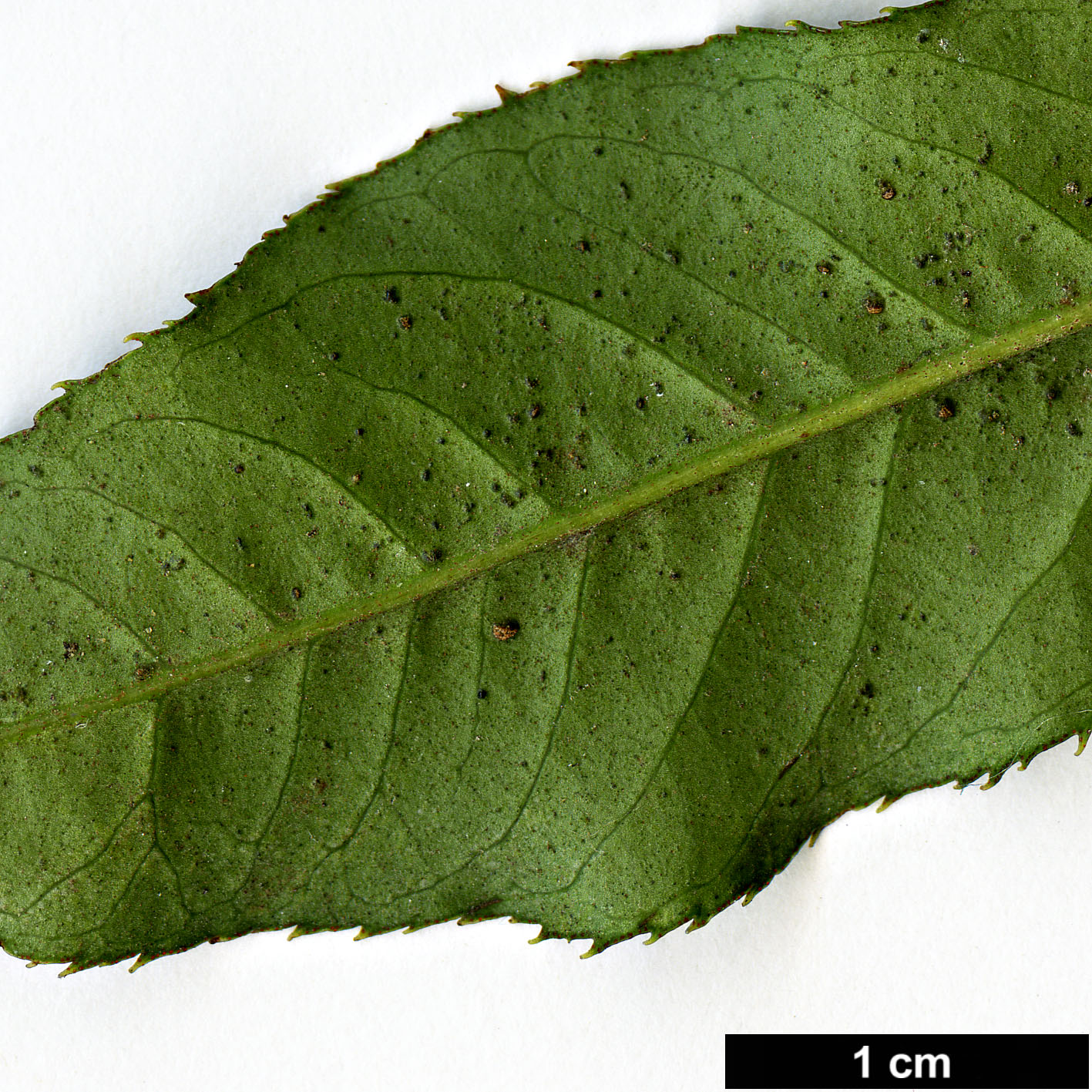 High resolution image: Family: Primulaceae - Genus: Myrsine - Taxon: semiserrata