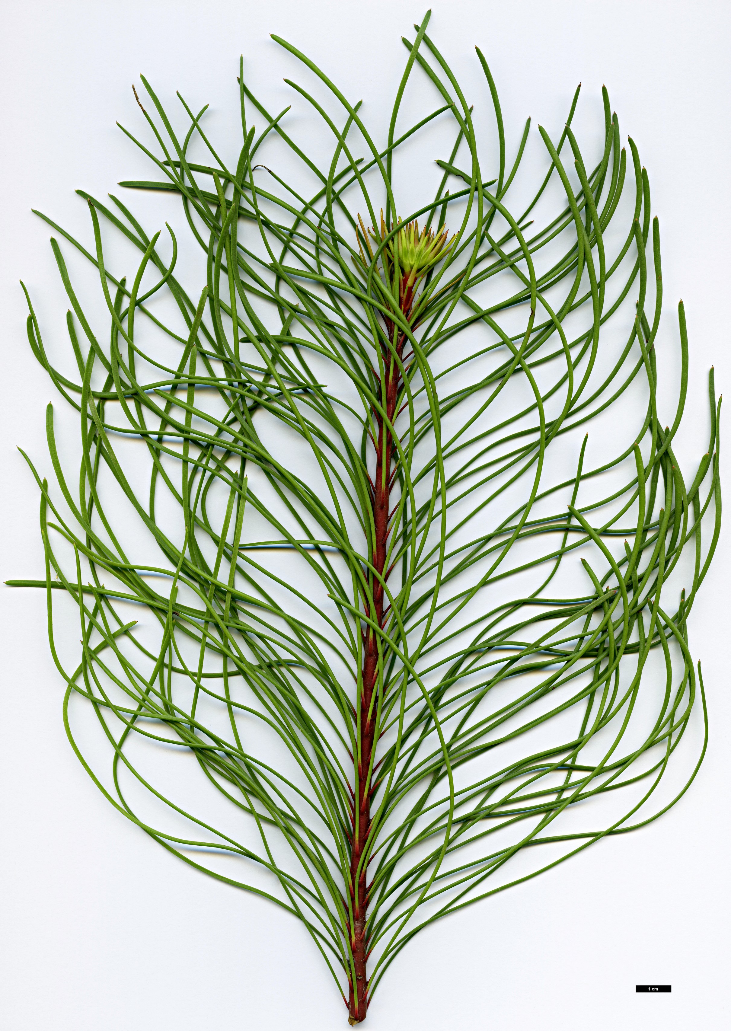 High resolution image: Family: Proteaceae - Genus: Aulax - Taxon: cancellata High resolution image: Family: Proteaceae - Genus: Aulax - Taxon: cancellata