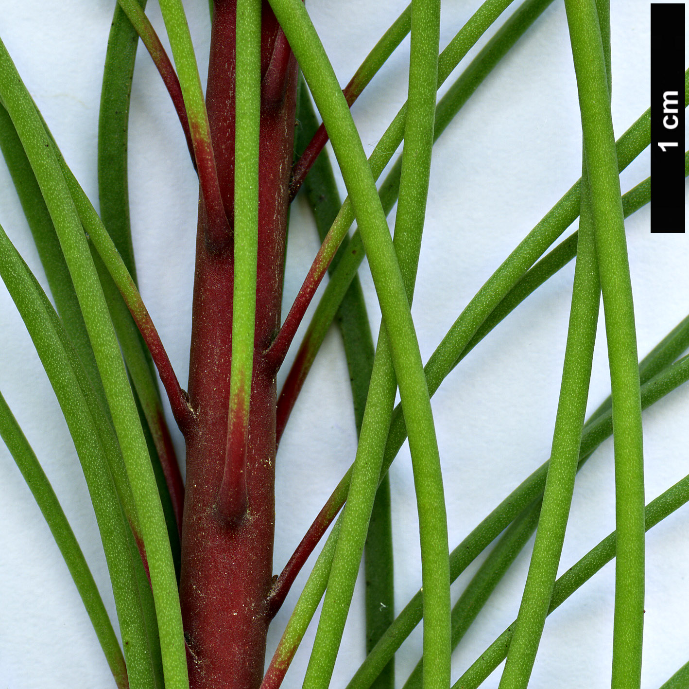 High resolution image: Family: Proteaceae - Genus: Aulax - Taxon: cancellata High resolution image: Family: Proteaceae - Genus: Aulax - Taxon: cancellata