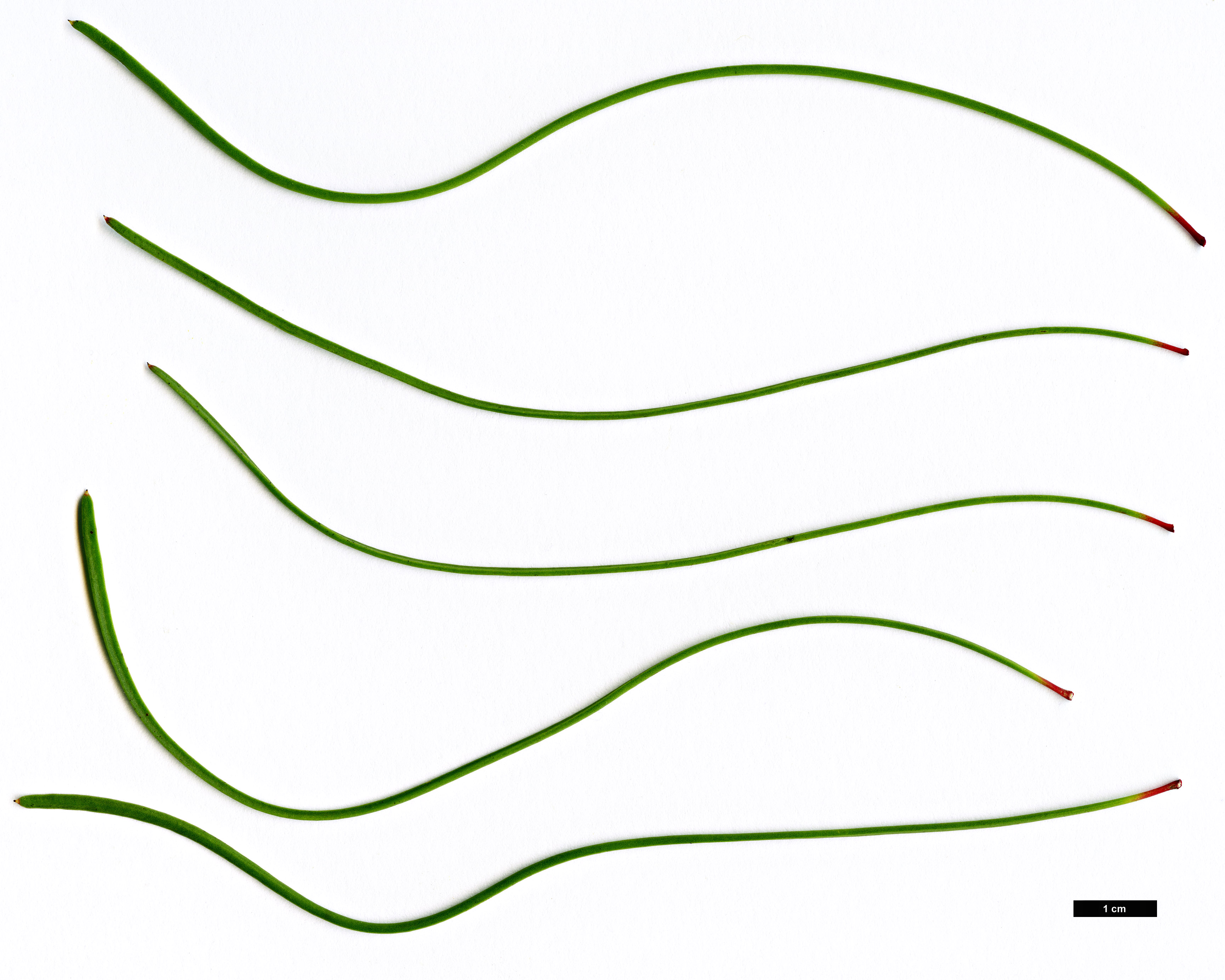 High resolution image: Family: Proteaceae - Genus: Aulax - Taxon: cancellata High resolution image: Family: Proteaceae - Genus: Aulax - Taxon: cancellata