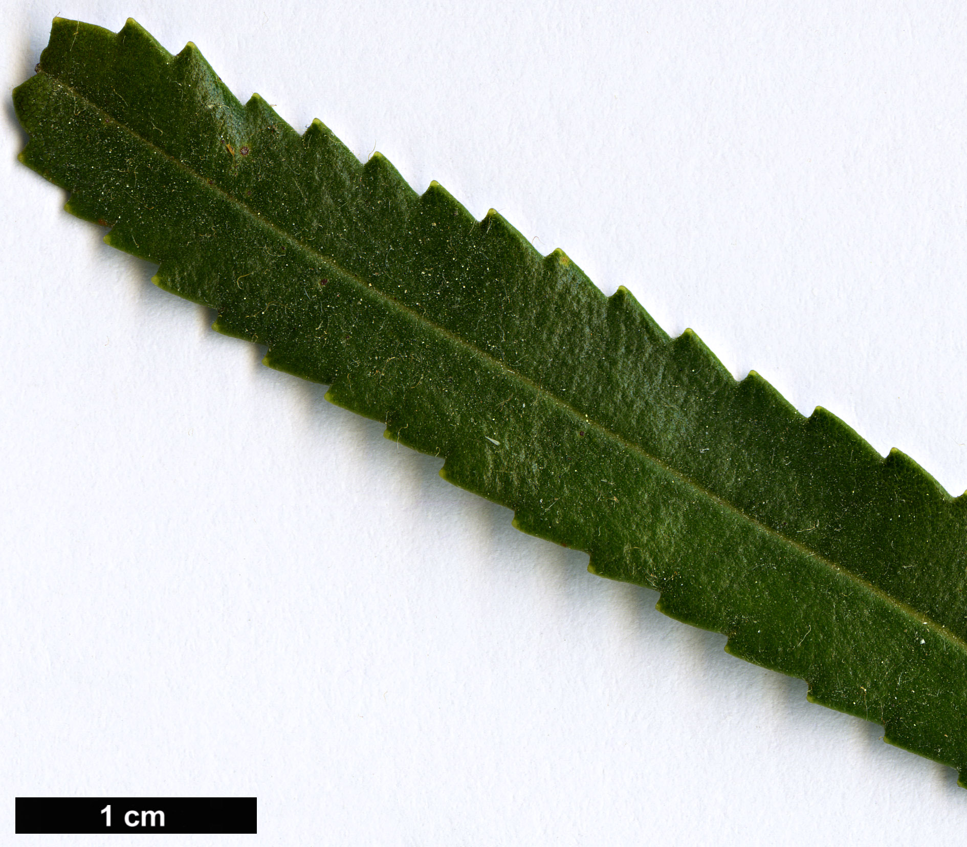 High resolution image: Family: Proteaceae - Genus: Banksia - Taxon: attenuata