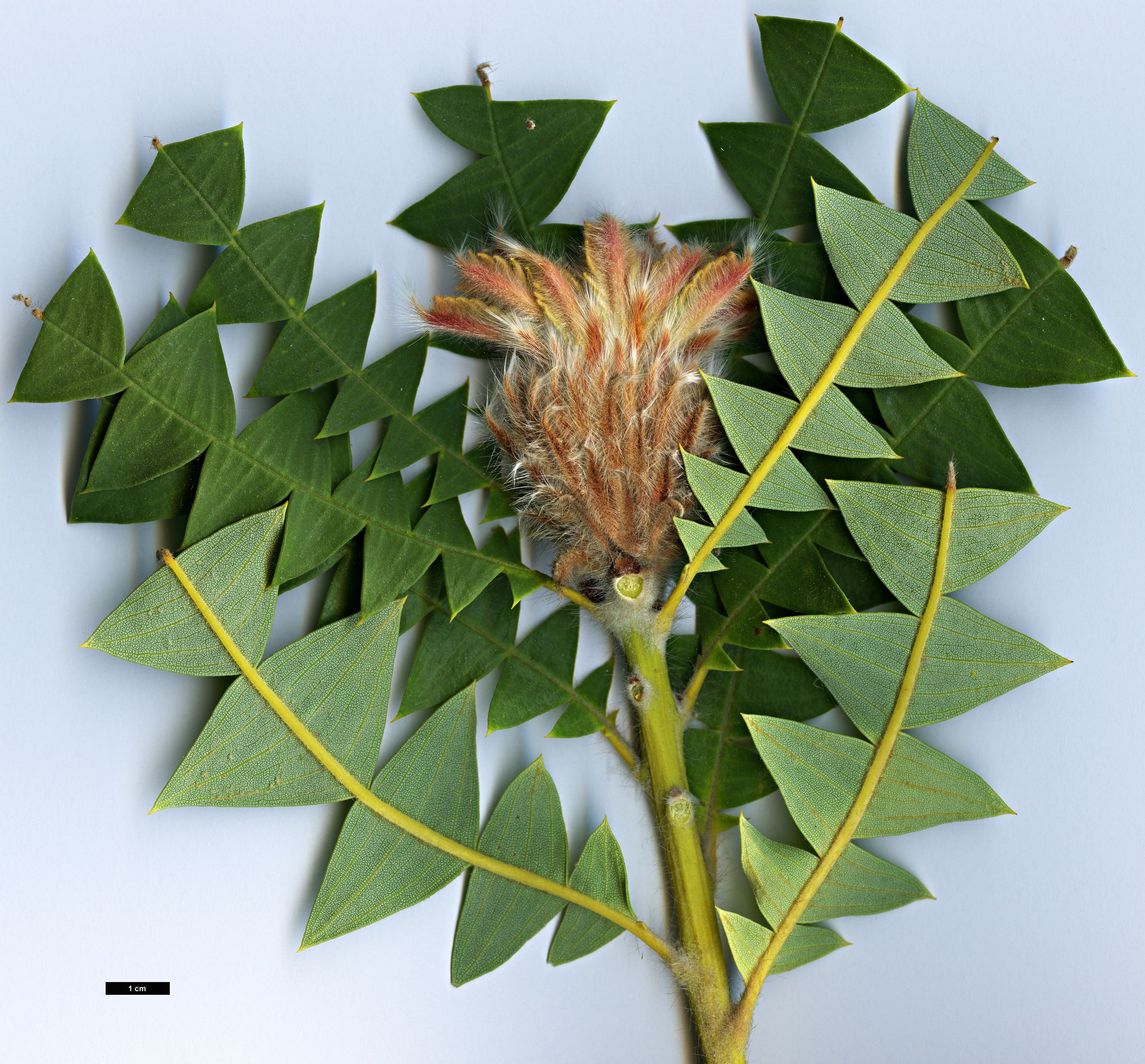High resolution image: Family: Proteaceae - Genus: Banksia - Taxon: baxteri