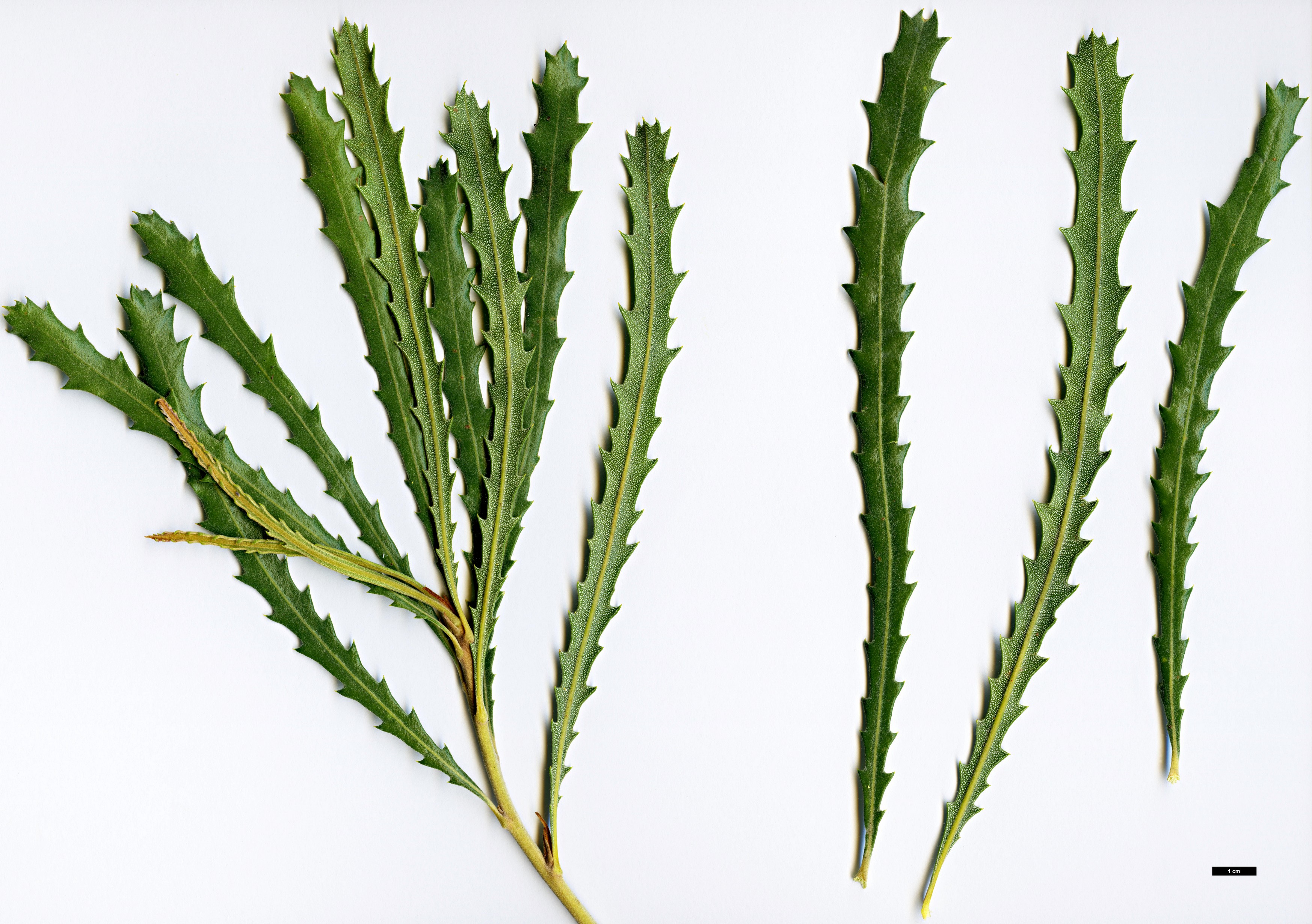 High resolution image: Family: Proteaceae - Genus: Banksia - Taxon: benthamiana High resolution image: Family: Proteaceae - Genus: Banksia - Taxon: benthamiana