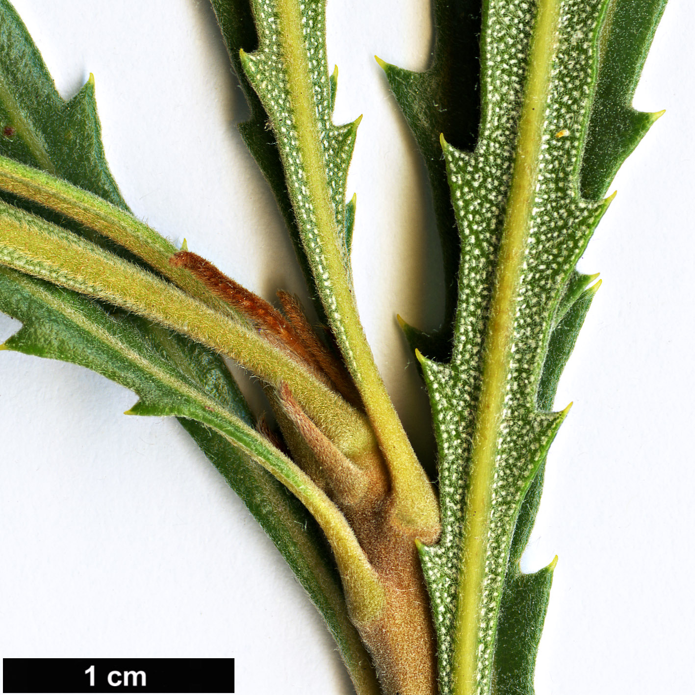 High resolution image: Family: Proteaceae - Genus: Banksia - Taxon: benthamiana High resolution image: Family: Proteaceae - Genus: Banksia - Taxon: benthamiana