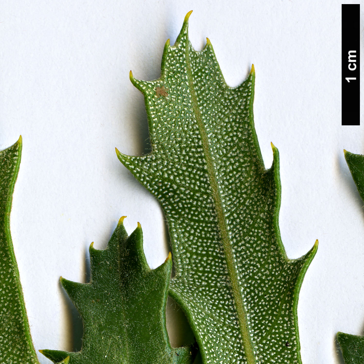 High resolution image: Family: Proteaceae - Genus: Banksia - Taxon: benthamiana High resolution image: Family: Proteaceae - Genus: Banksia - Taxon: benthamiana