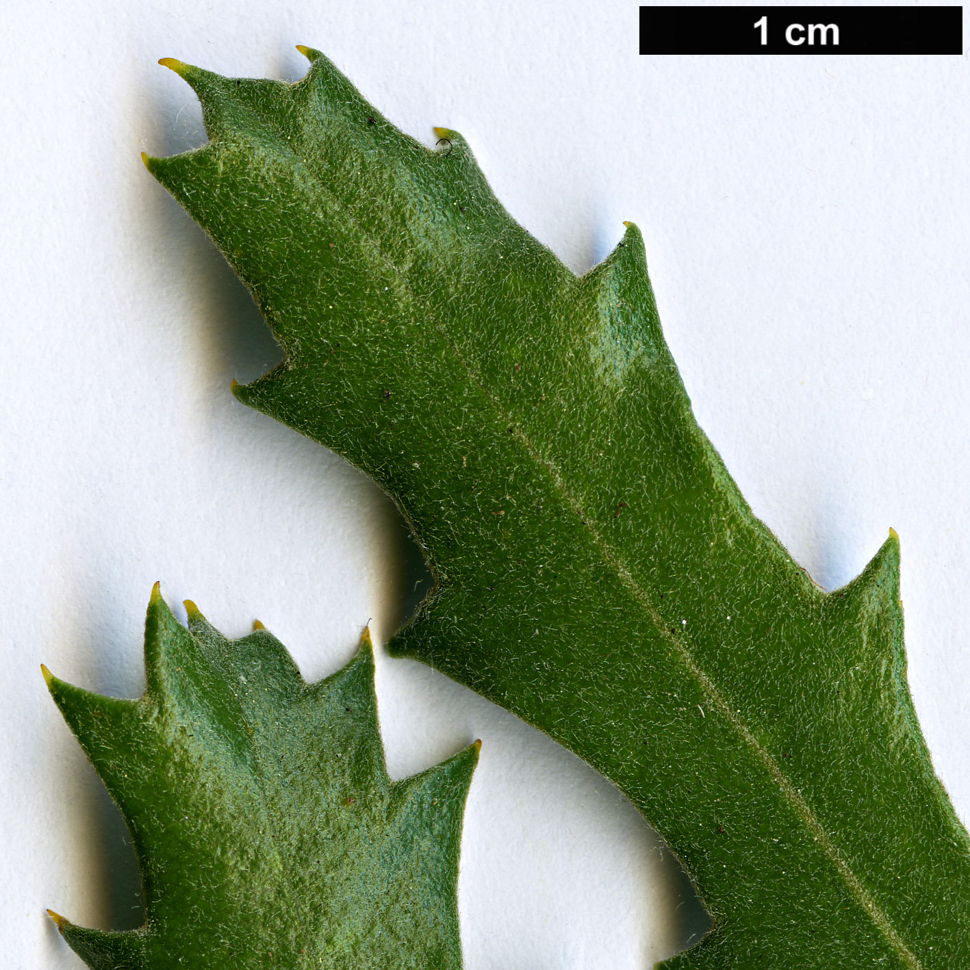 High resolution image: Family: Proteaceae - Genus: Banksia - Taxon: benthamiana High resolution image: Family: Proteaceae - Genus: Banksia - Taxon: benthamiana