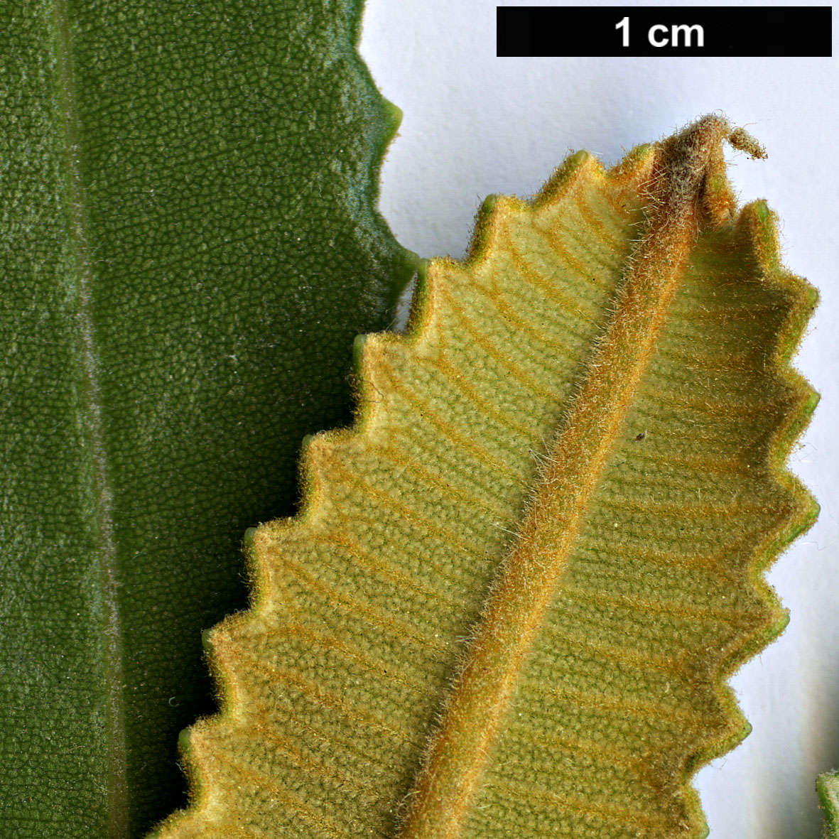 High resolution image: Family: Proteaceae - Genus: Banksia - Taxon: burdettii