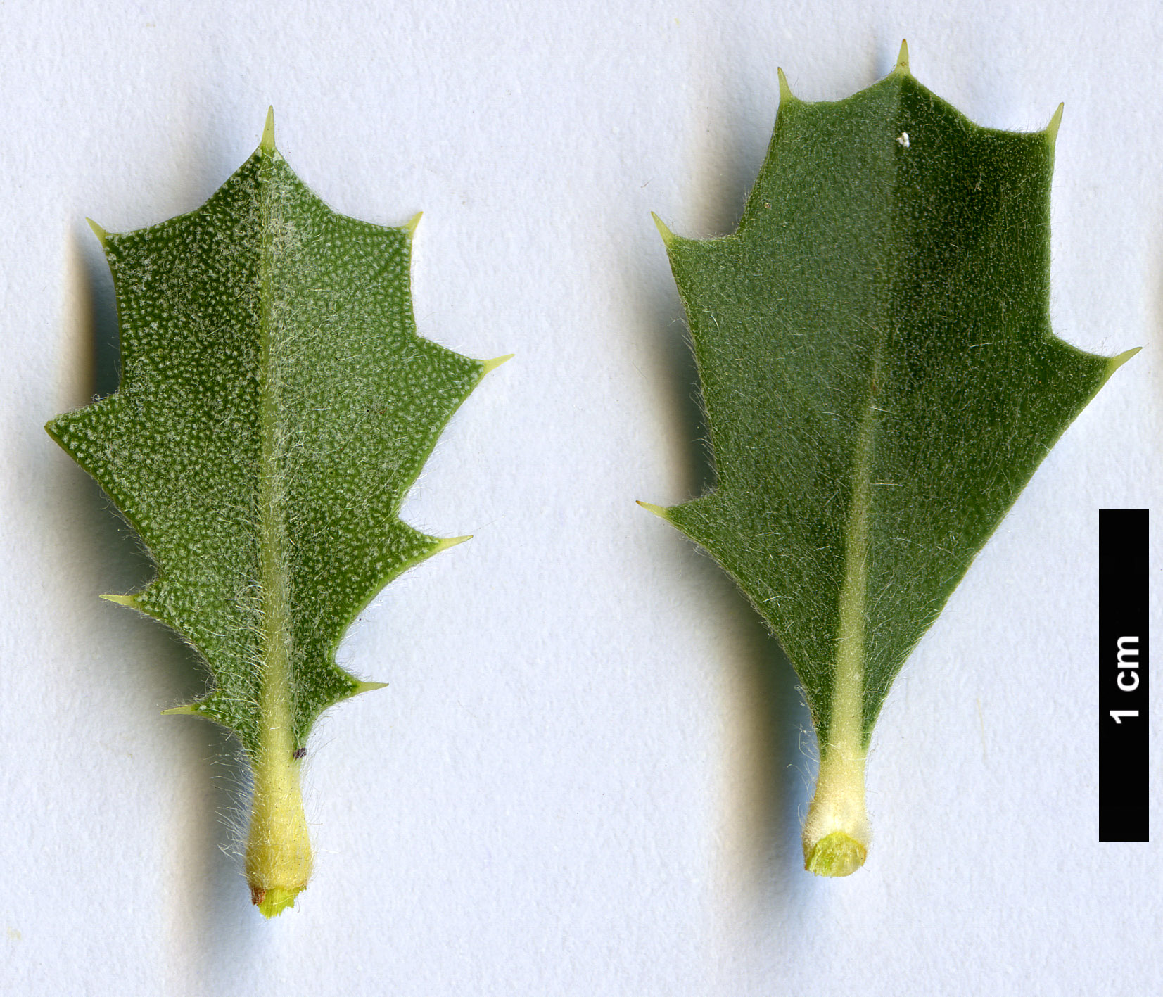 High resolution image: Family: Proteaceae - Genus: Banksia - Taxon: cuneata High resolution image: Family: Proteaceae - Genus: Banksia - Taxon: cuneata