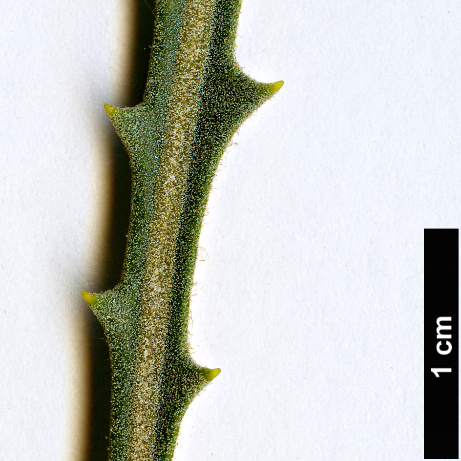 High resolution image: Family: Proteaceae - Genus: Banksia - Taxon: elderiana