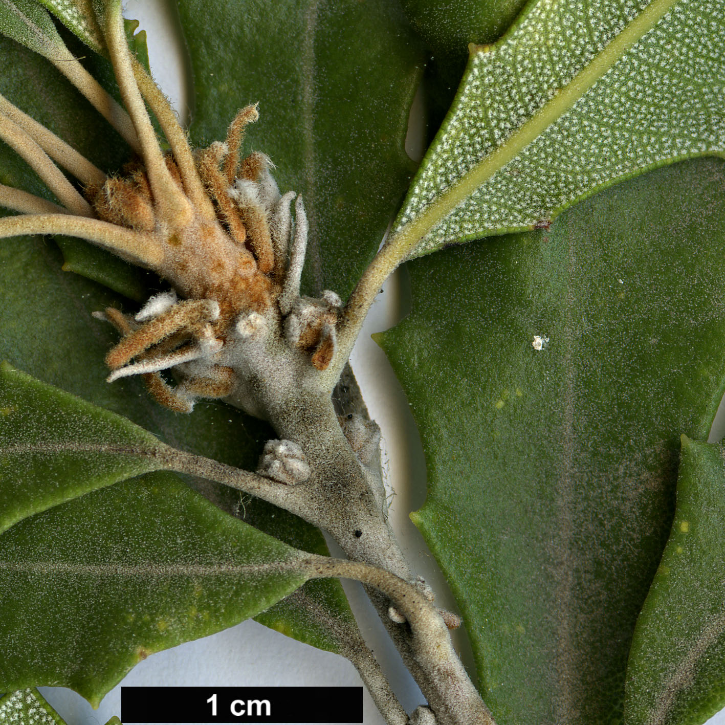 High resolution image: Family: Proteaceae - Genus: Banksia - Taxon: epica