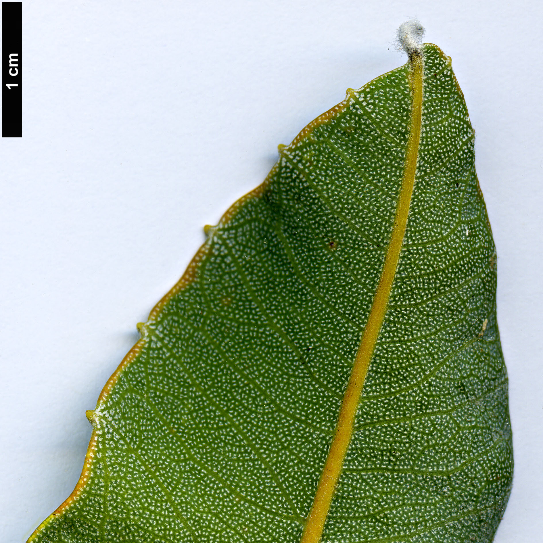 High resolution image: Family: Proteaceae - Genus: Banksia - Taxon: goodii