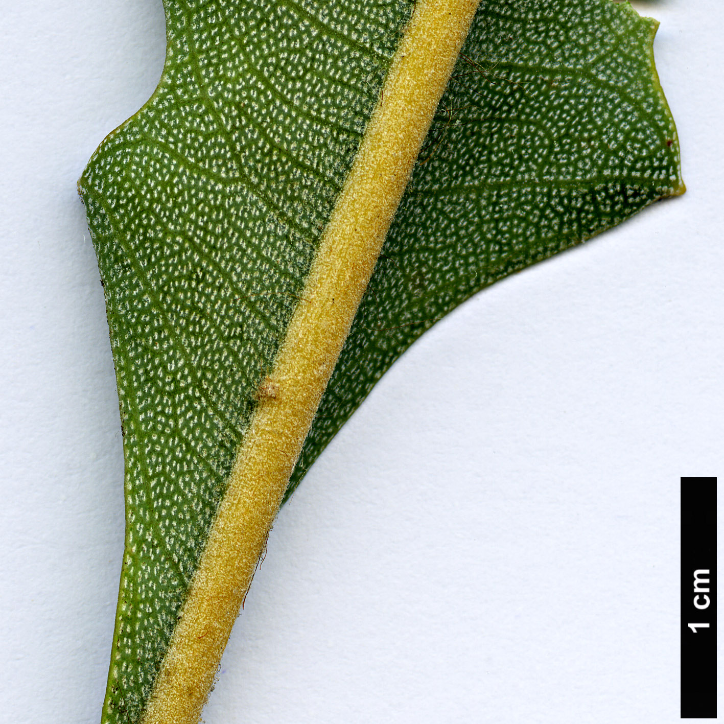 High resolution image: Family: Proteaceae - Genus: Banksia - Taxon: goodii