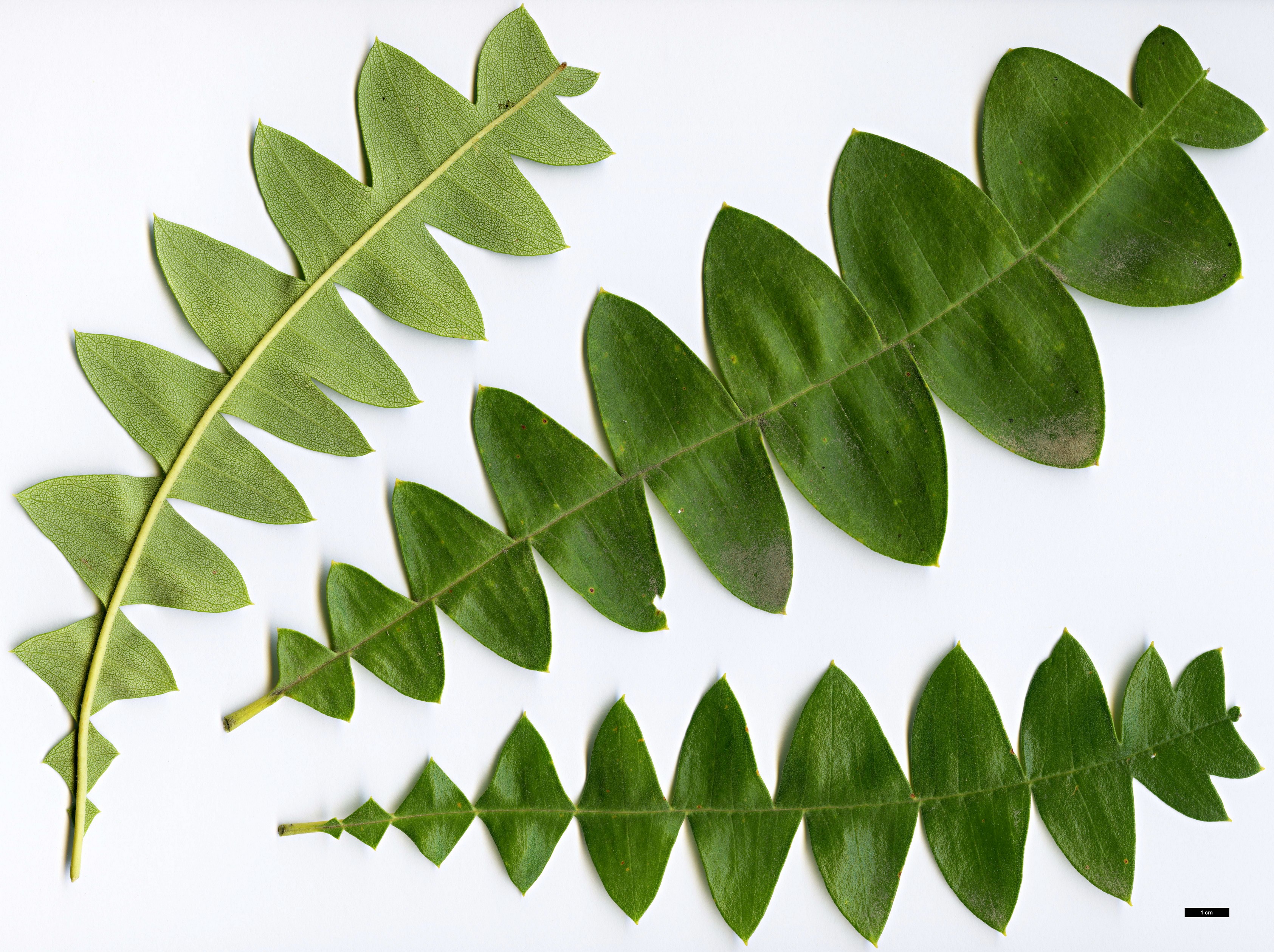 High resolution image: Family: Proteaceae - Genus: Banksia - Taxon: grandis High resolution image: Family: Proteaceae - Genus: Banksia - Taxon: grandis
