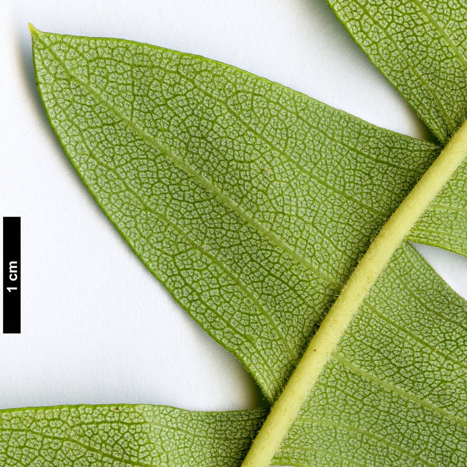 High resolution image: Family: Proteaceae - Genus: Banksia - Taxon: grandis High resolution image: Family: Proteaceae - Genus: Banksia - Taxon: grandis