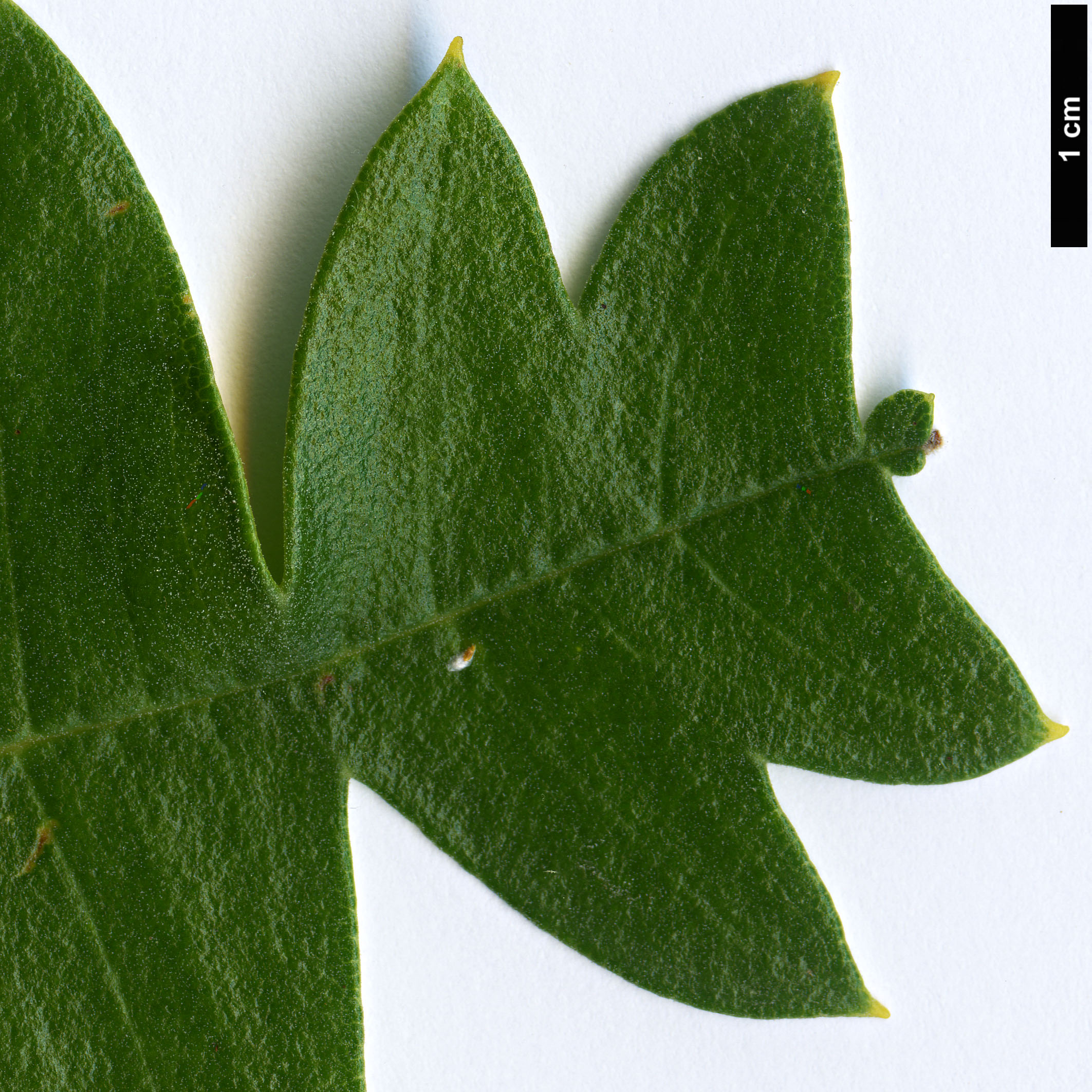 High resolution image: Family: Proteaceae - Genus: Banksia - Taxon: grandis High resolution image: Family: Proteaceae - Genus: Banksia - Taxon: grandis